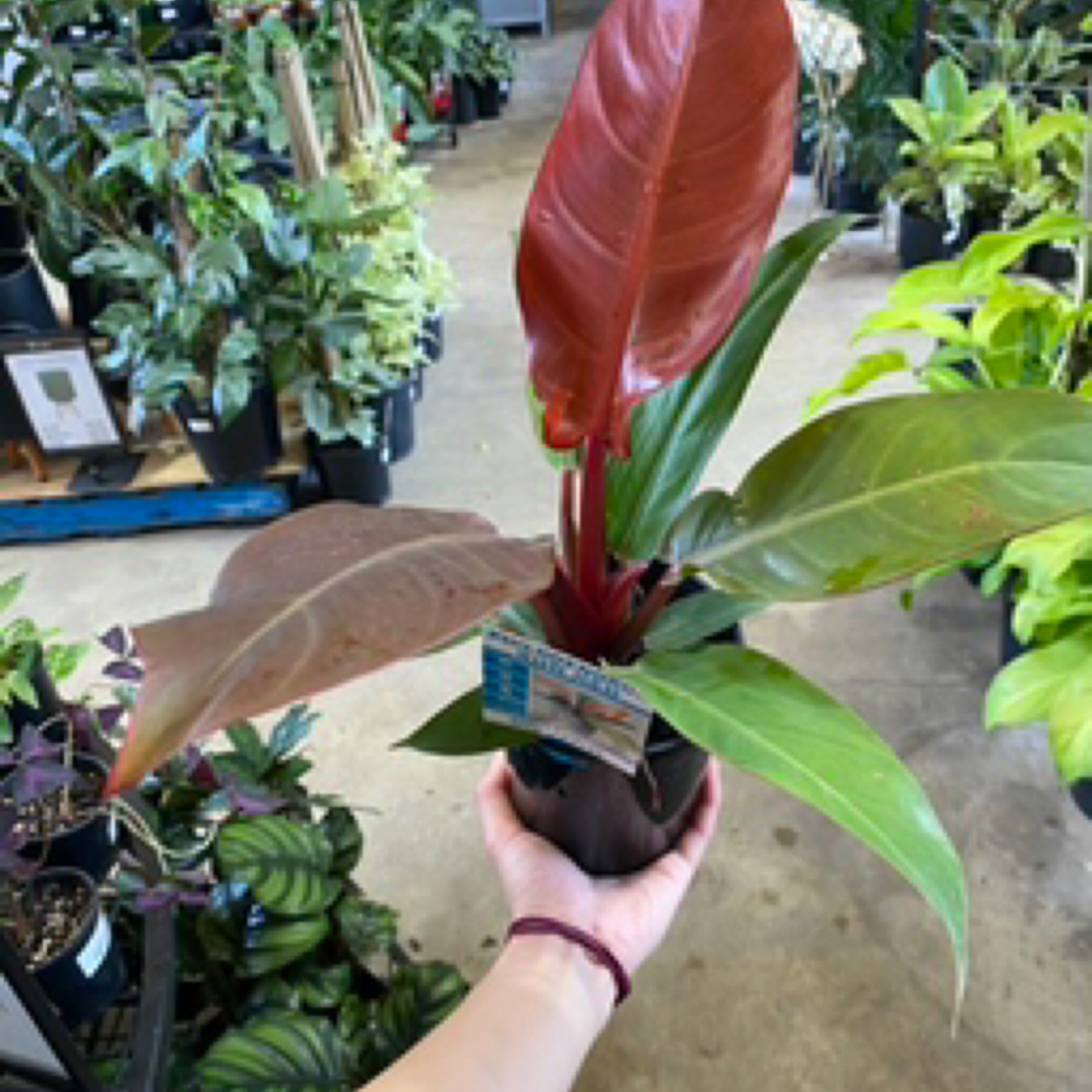 philodendron radiatum variegated Philodendron radiatum variegated TC Plantlet *Preorder*