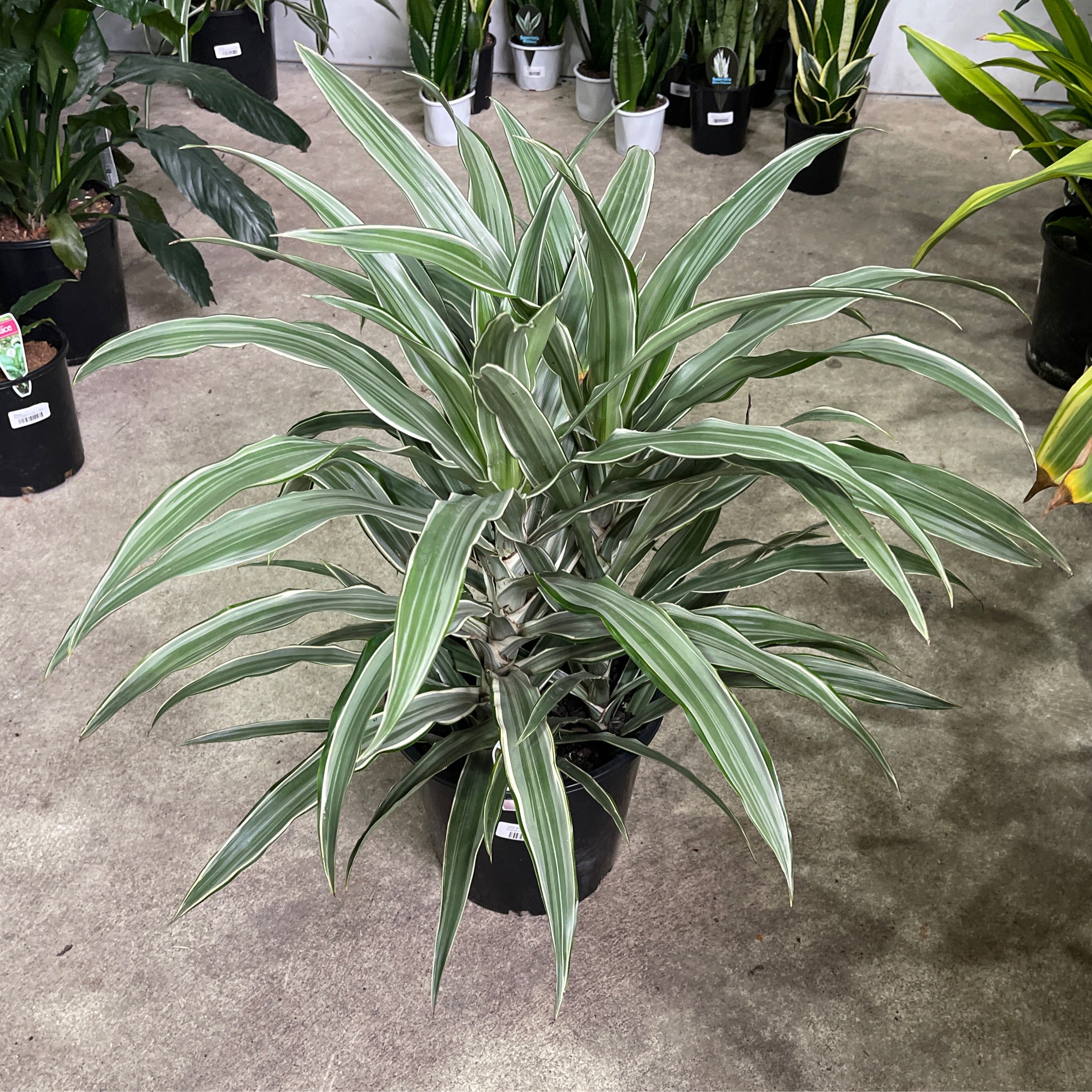 umbra hanging planter Triflora Hanging Planter main image 0