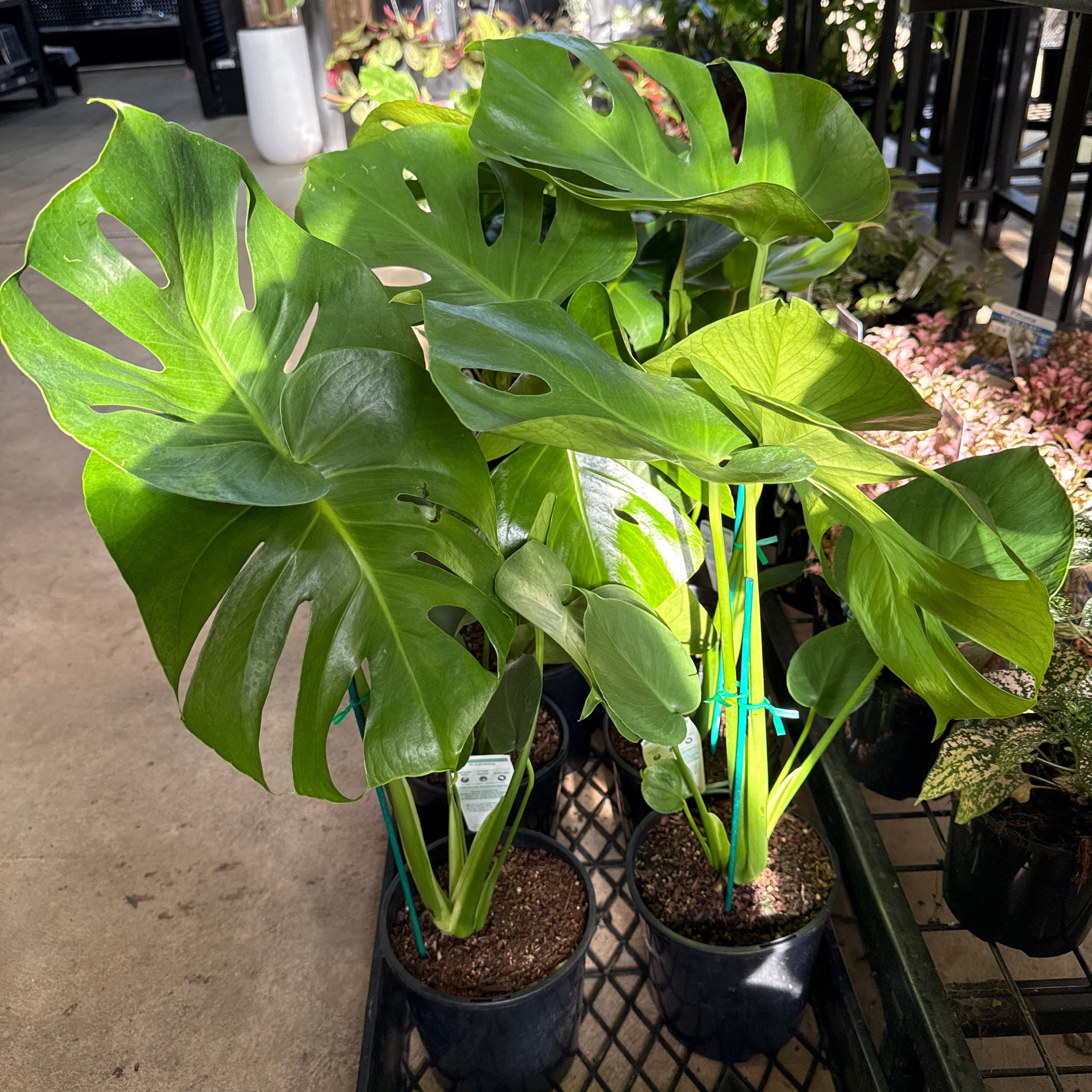 baumfreund philodendron scandens Philodendron Scandens BRAZIL