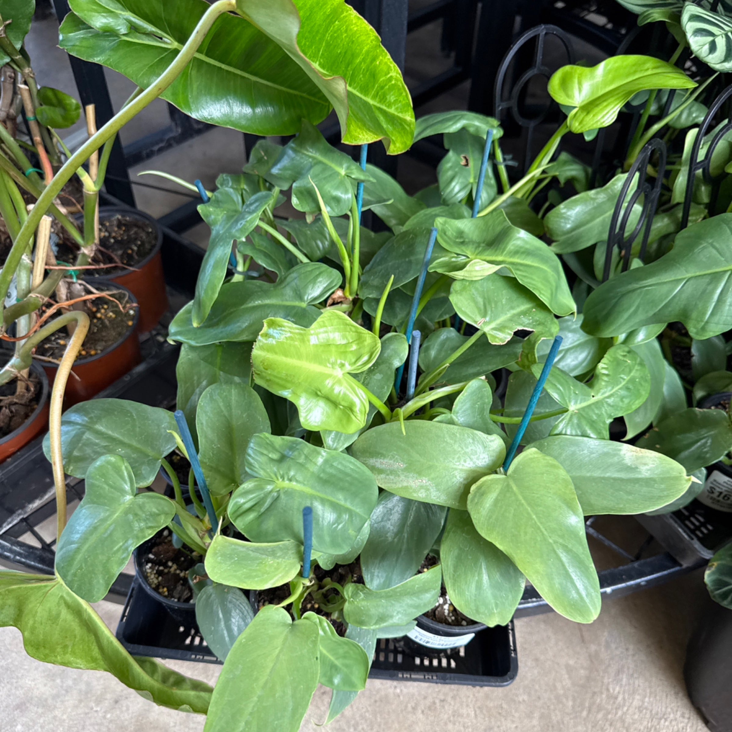 philodendron scherberichii Philodendron scherberichii – Carnivero