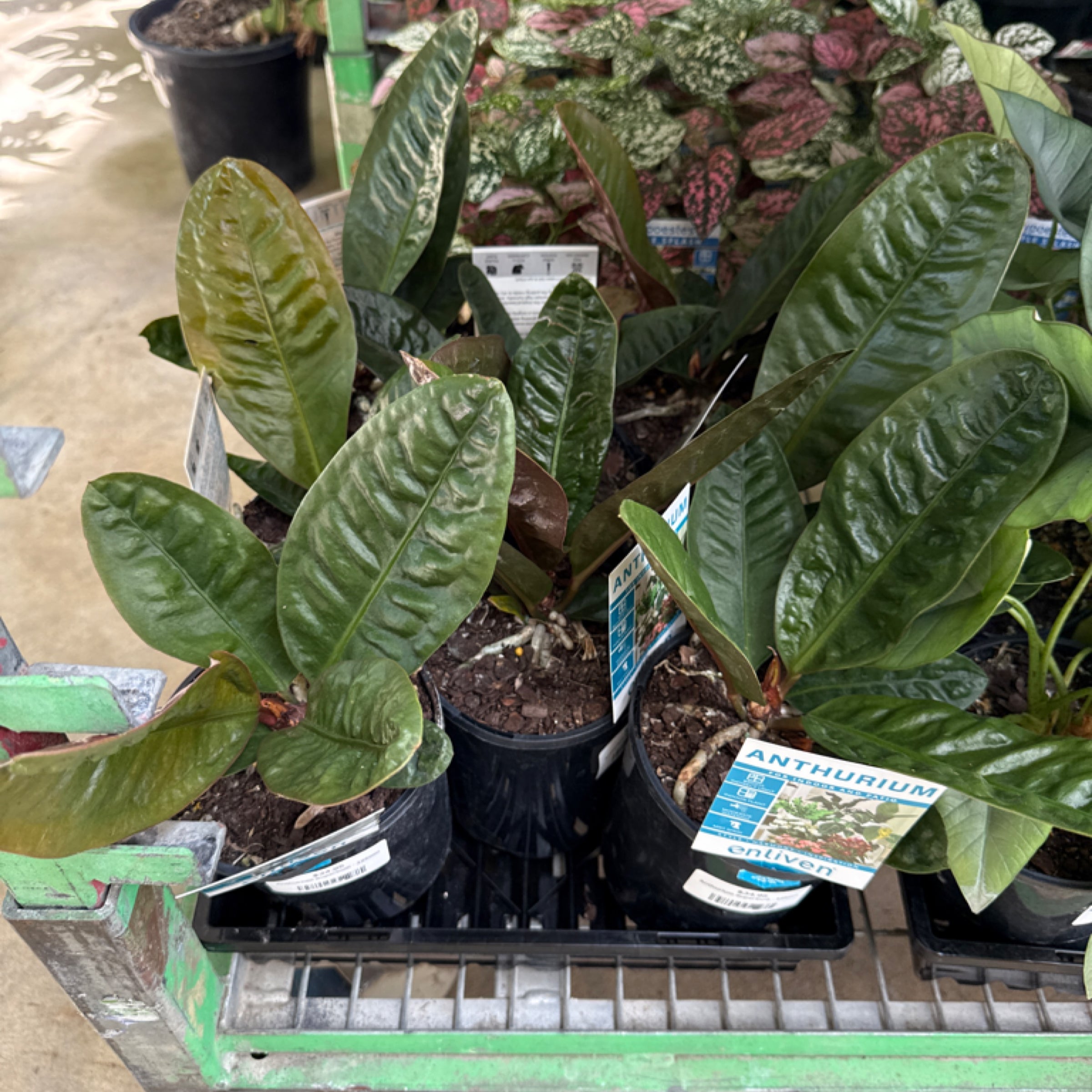 Anthurium Superbum - 125mm | Exotic Botanic