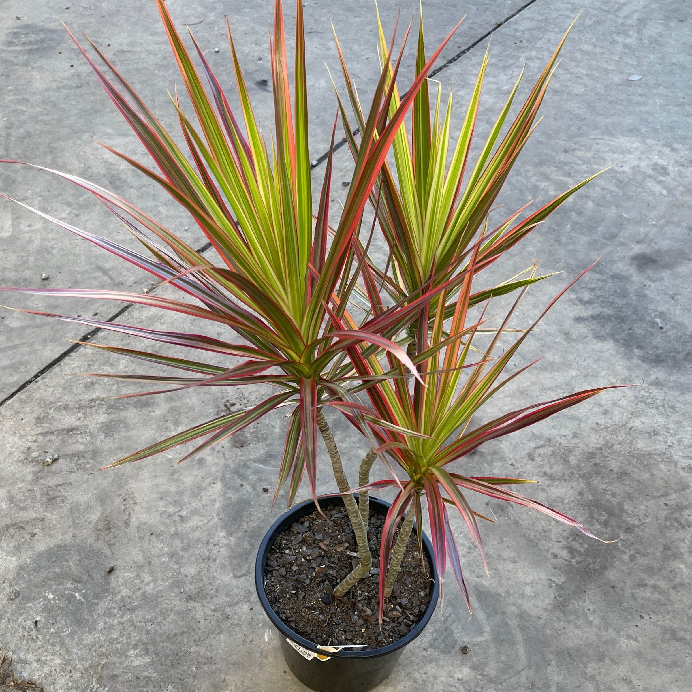 small pots indoor plants Mini Plant Set of 3 with Pots main image 0