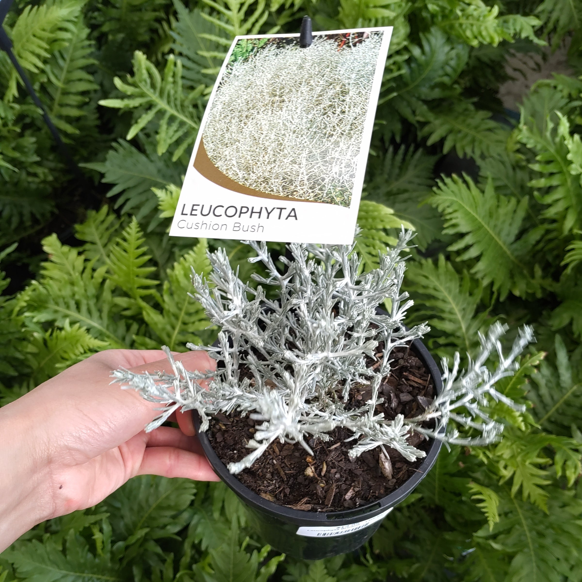 Arbusto Plateado-Calocephalos Brownii-Leucophyta Brownii - Para Mi Jardín