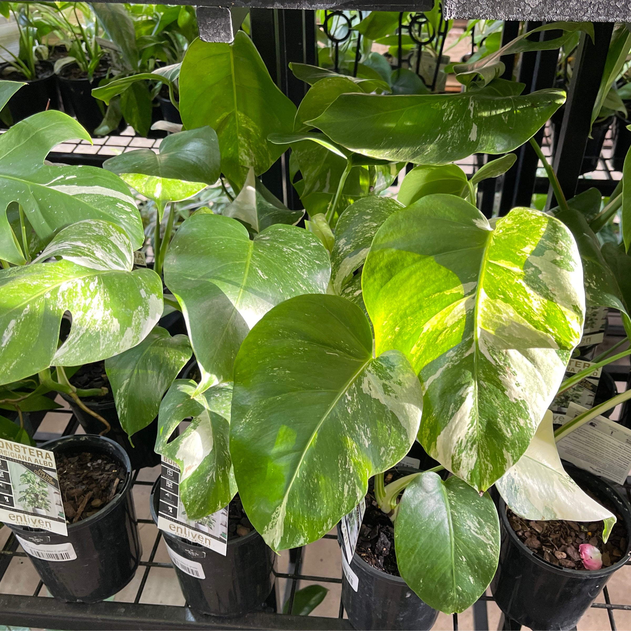 Variegated Monstera Borsigiana Albo C grade - 125mm | Exotic Botanic