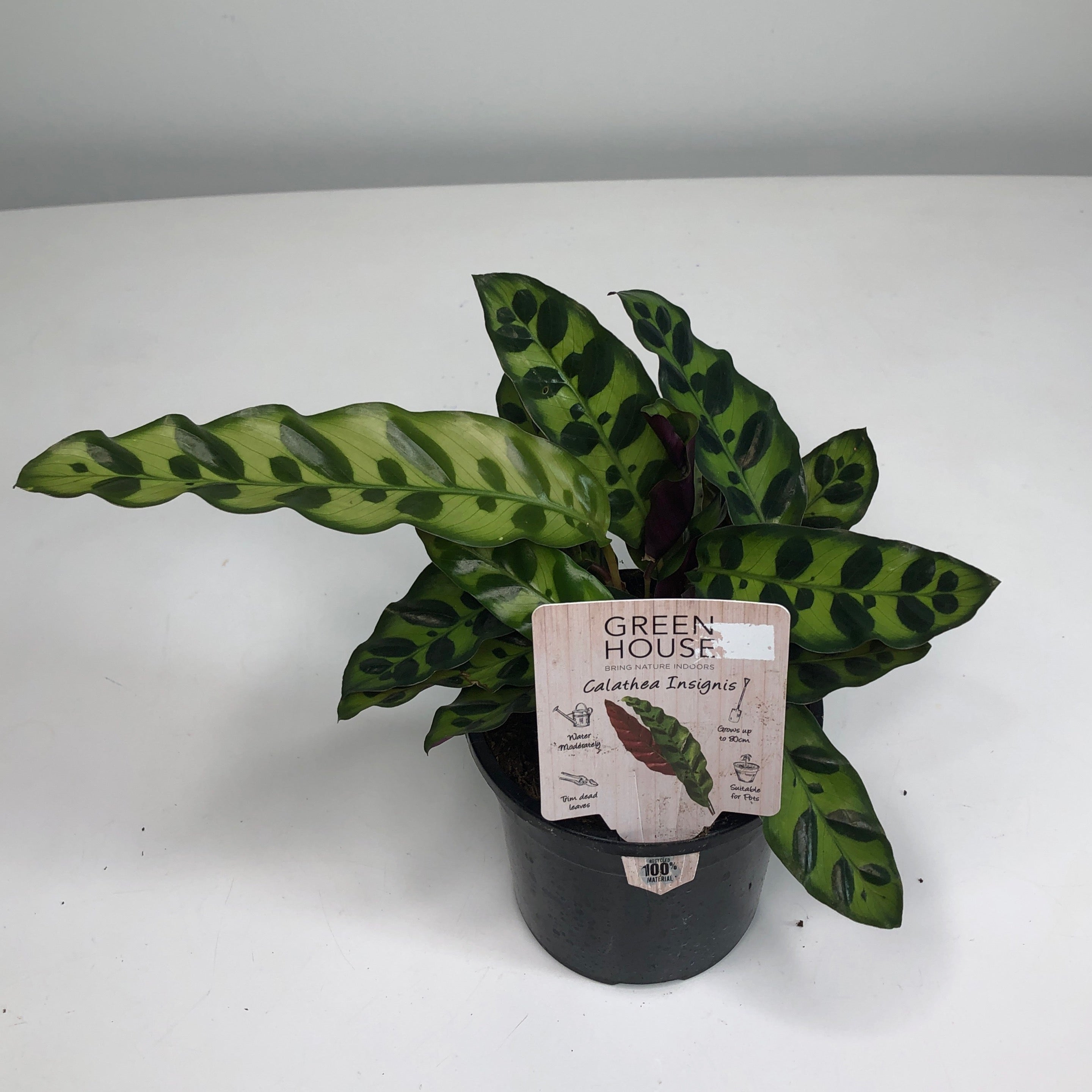 Calathea Insignis – Sperlinga Fiori