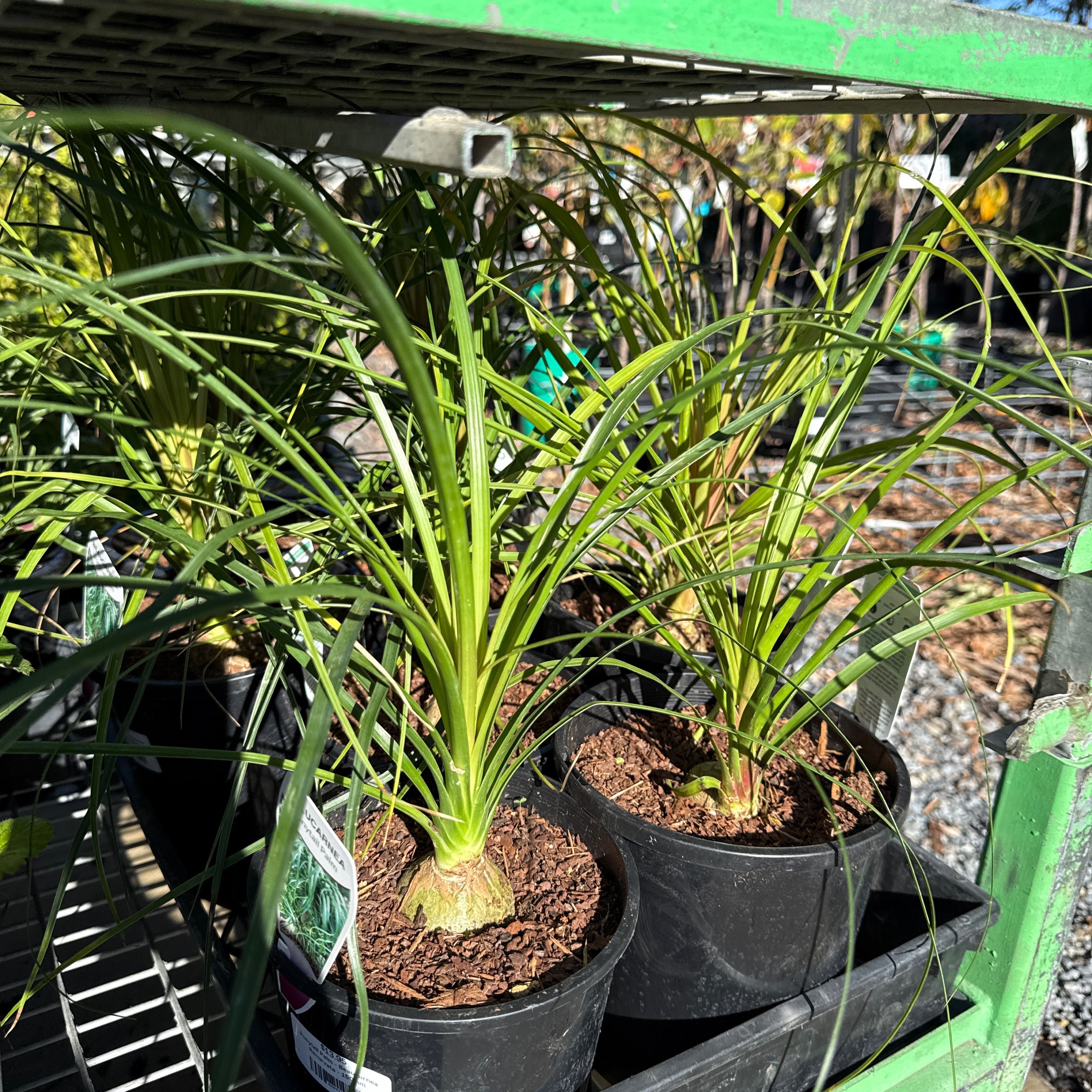 Ponytail Palm - Beaucarnea Recurvata - 150mm | Exotic Botanic