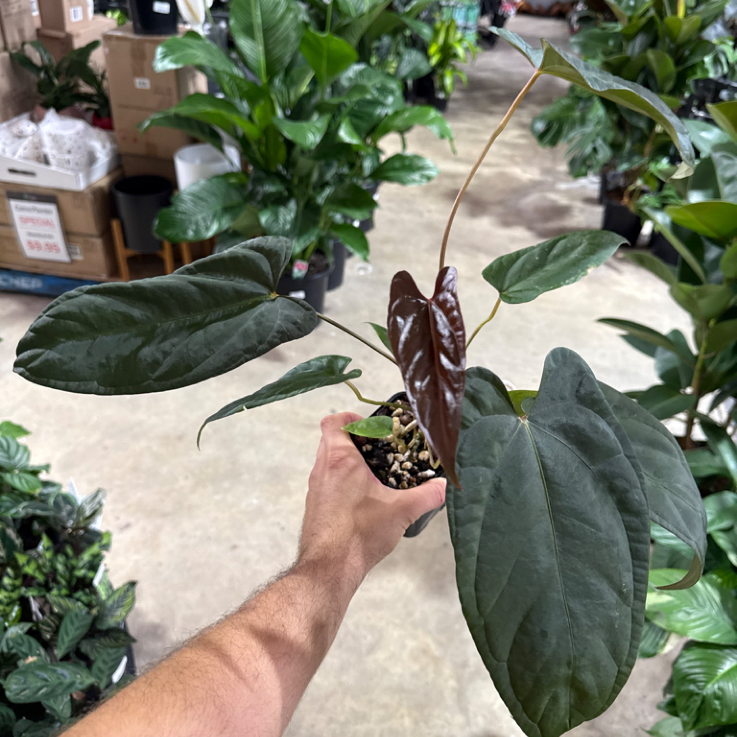 Anthurium (Subsignatum x Papillilaminum) x #Calculus - 85mm Copy | Exotic  Botanic