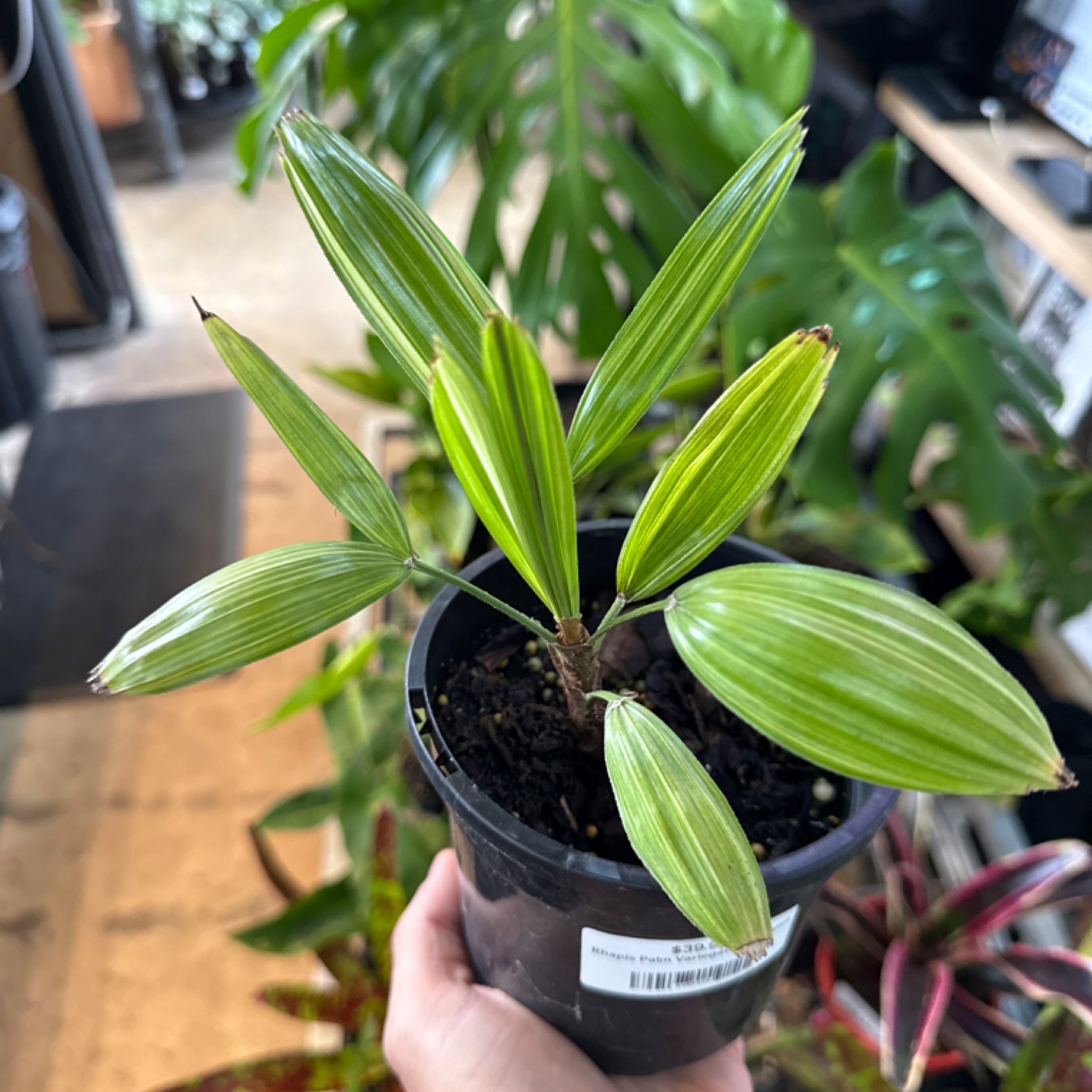 pothos flowers Pothos