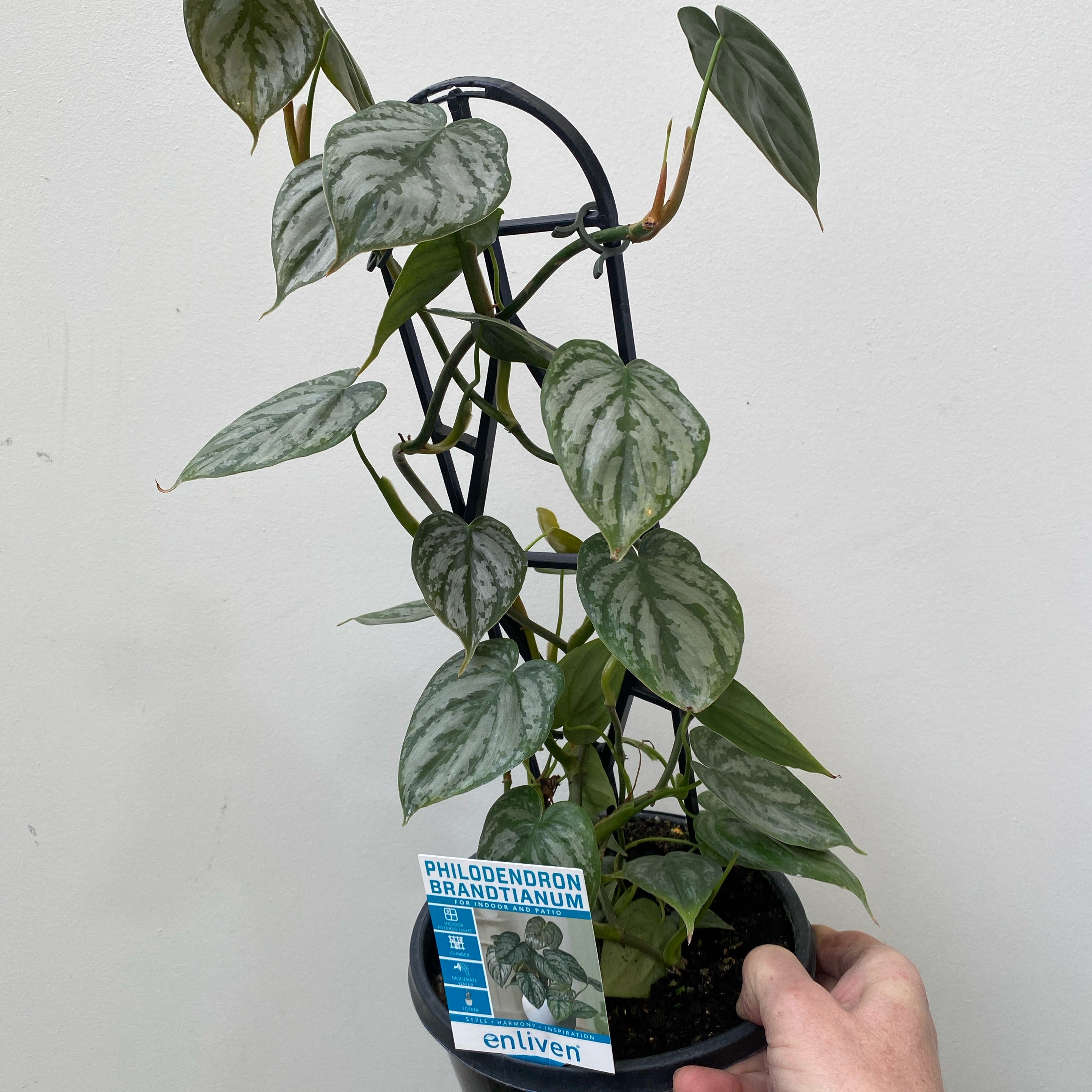Philodendron Brandtianum - 180mm | Exotic Botanic