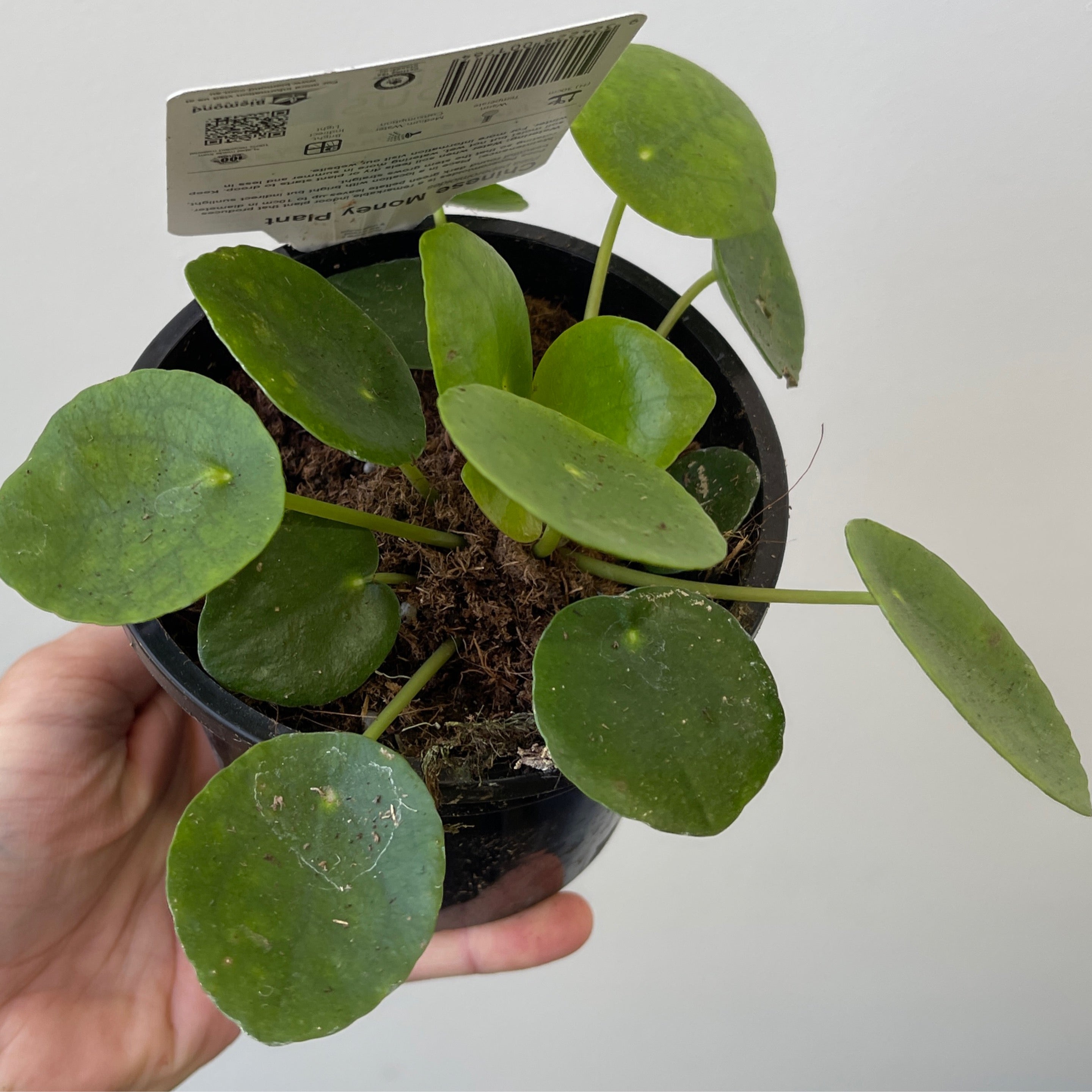 Pilea Peperomiodes Chinese Money Plant 118mm Exotic Botanic