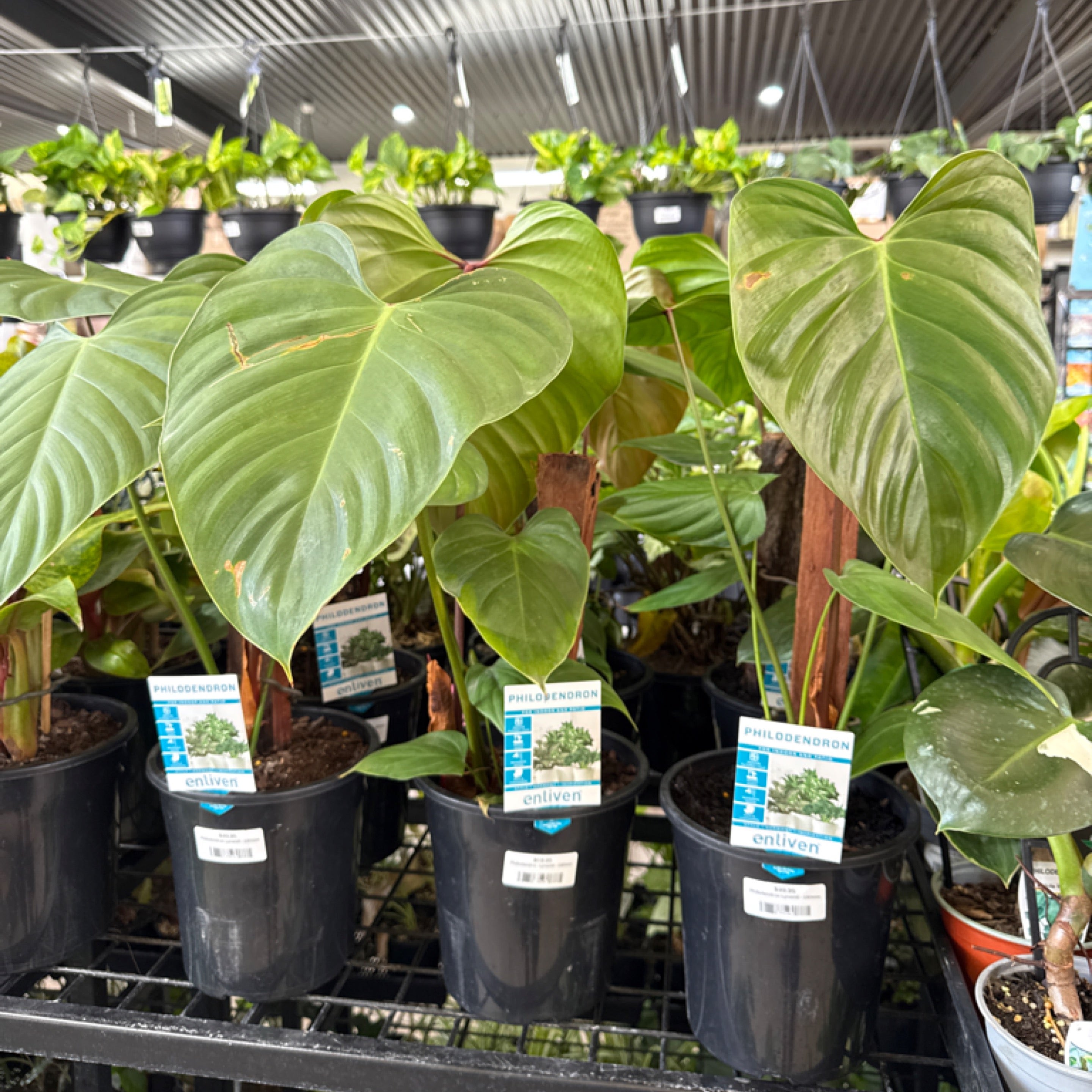 philodendron brasil variegata Philodendron gloriosum white vien variegata main image 0