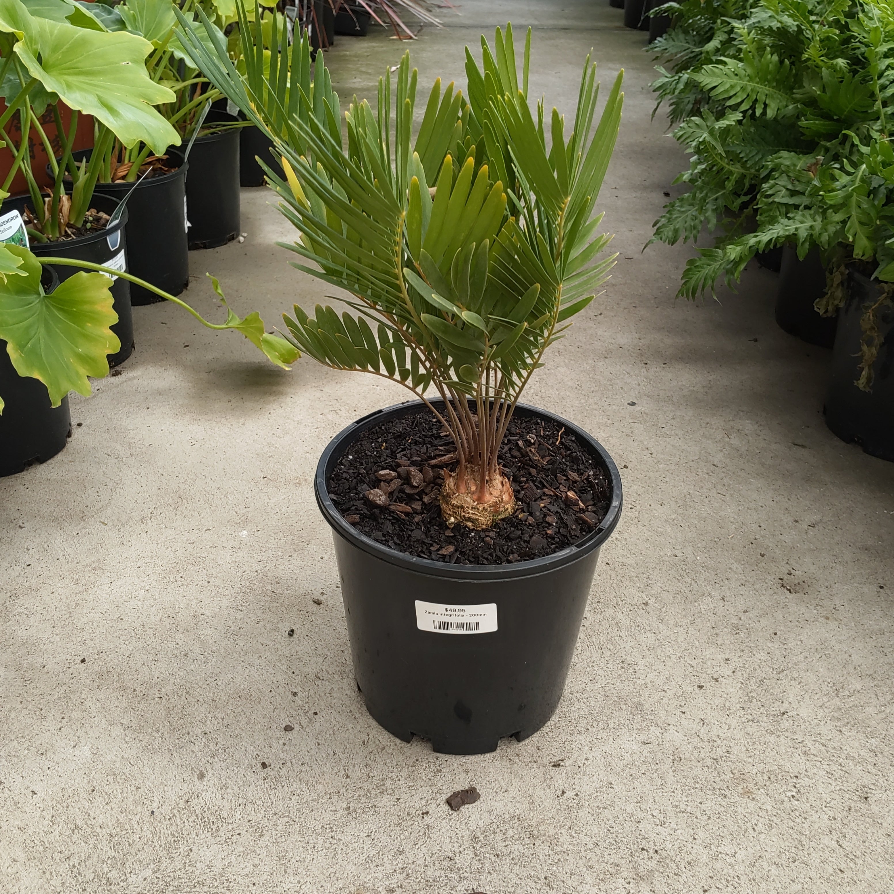Zamia Integrifolia - 200mm | Exotic Botanic