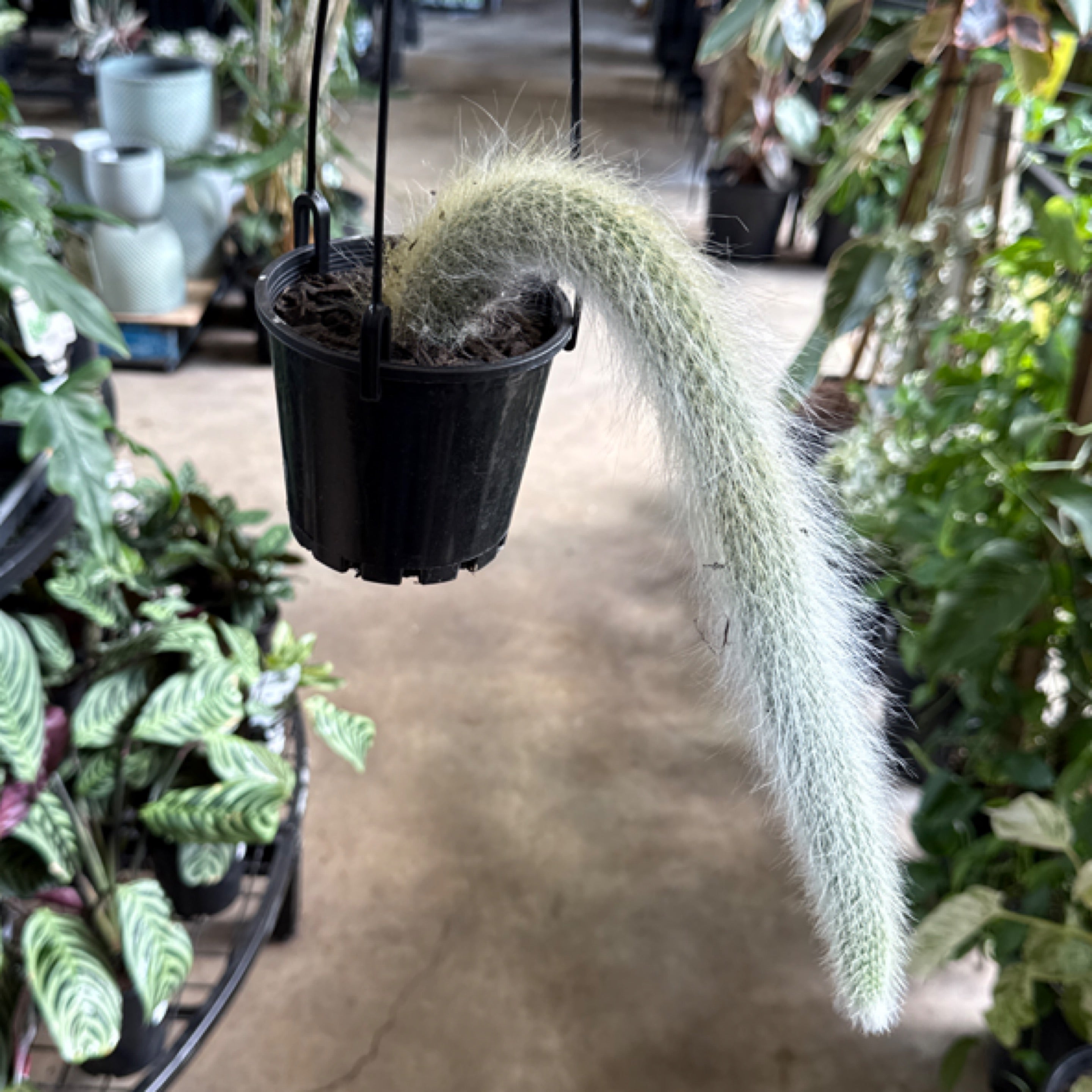 Monkey Tail Cactus - 100mm | Exotic Botanic