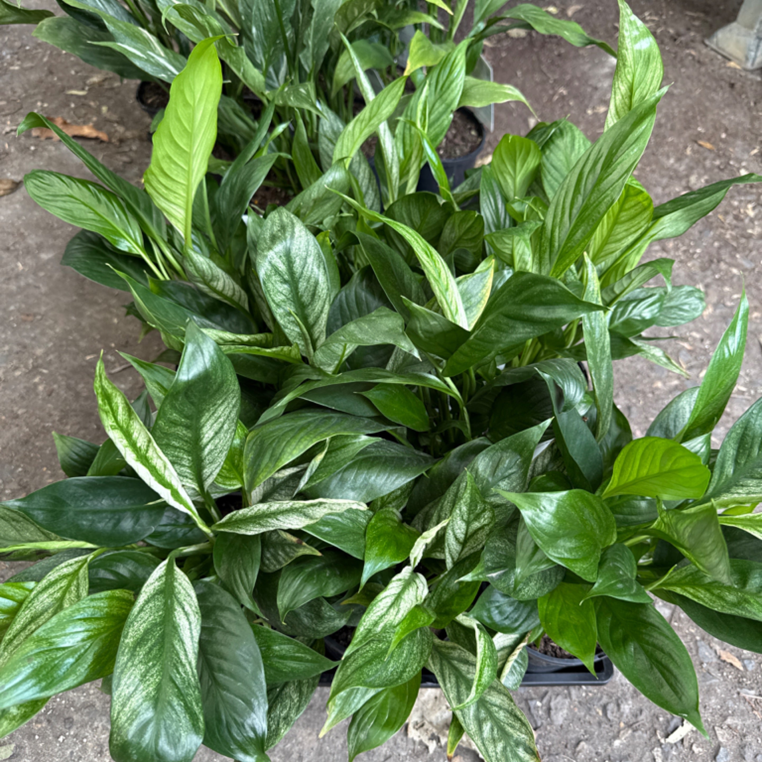 Spathiphyllum Spp. Variegated Peace Lily - 125mm | Exotic Botanic