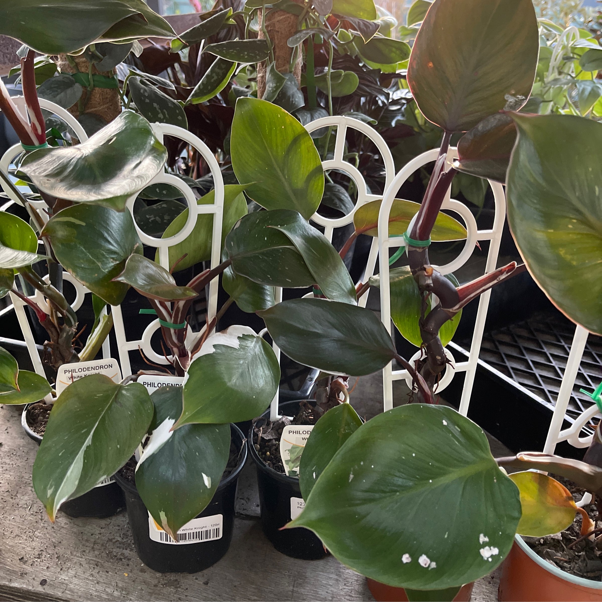 billietiae philodendron Philodendron billietiae variegata x Florida Beauty