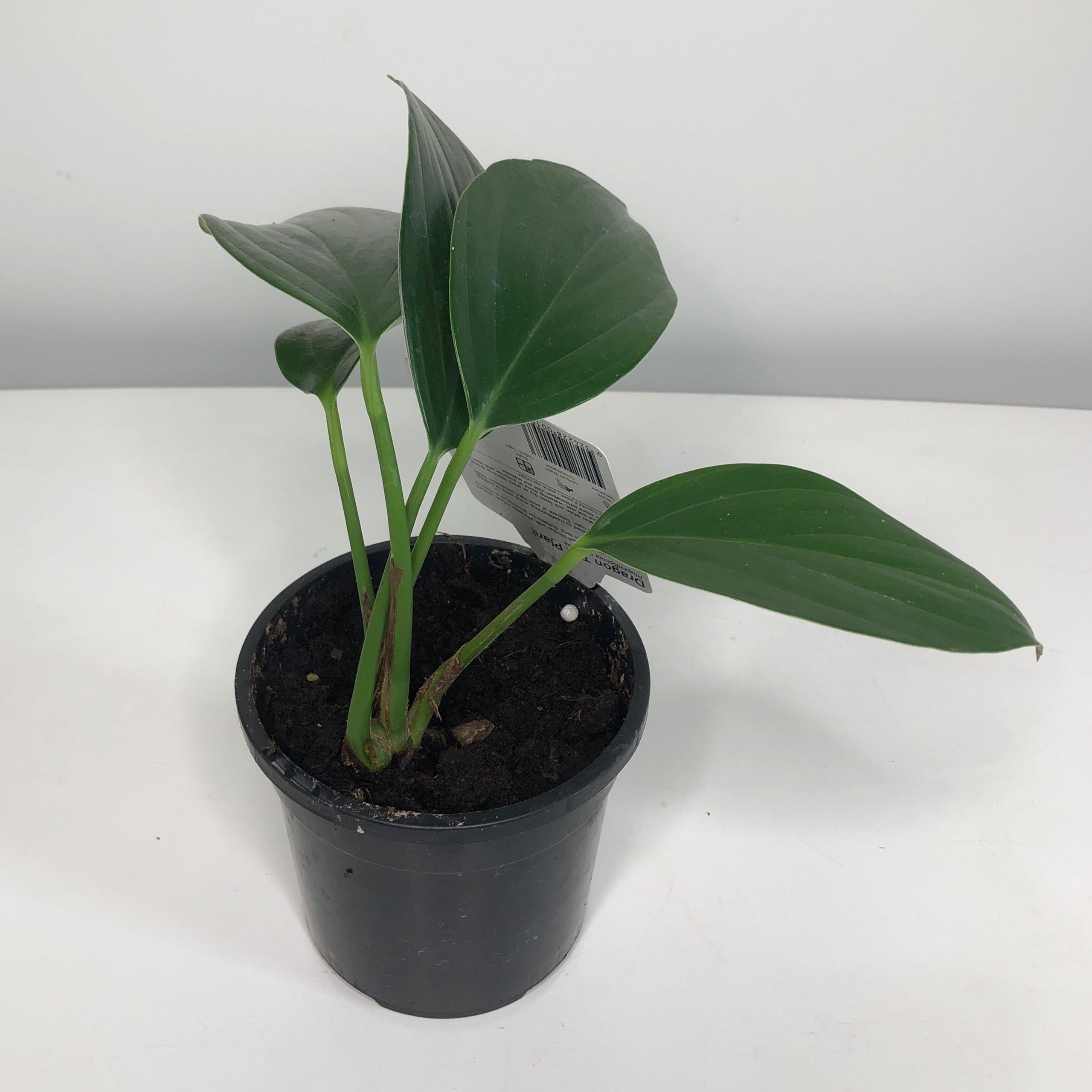 Rhaphidophora Decursiva - Dragon Tail - 118mm | Exotic Botanic