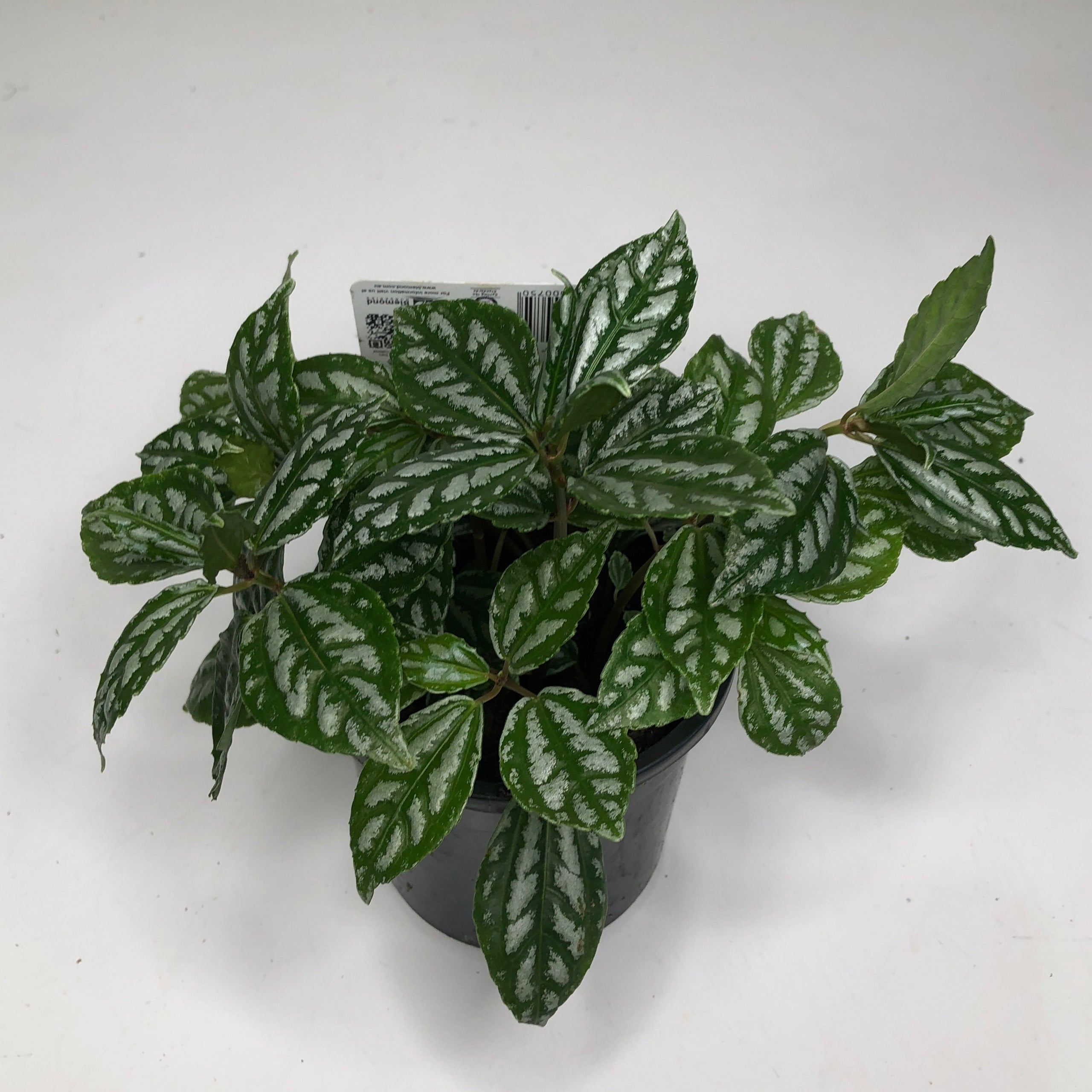 Pilea Cadierei - Aluminium Plant - 118mm | Exotic Botanic