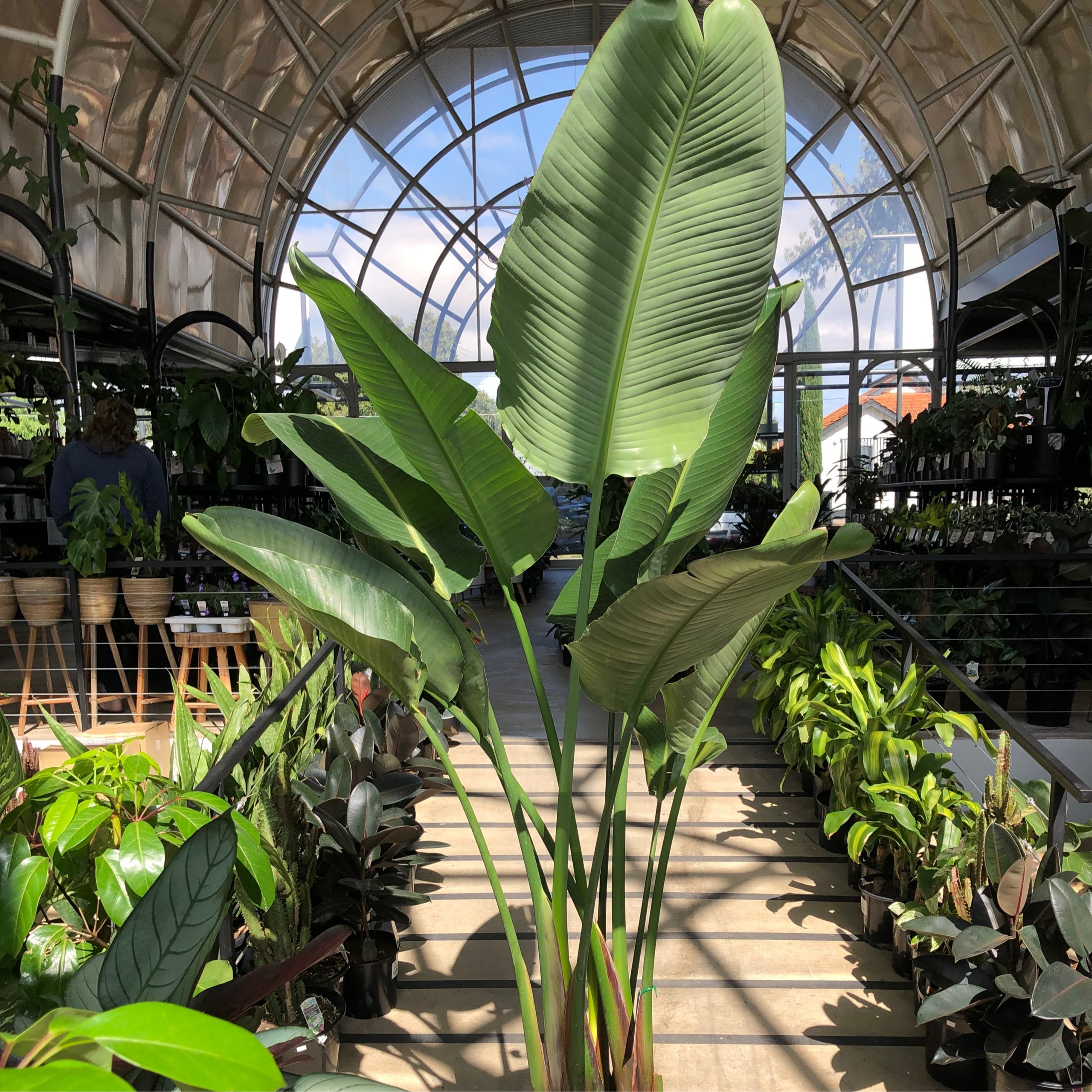 Strelitzia Nicolai Bird of paradise 400mm Exotic Botanic
