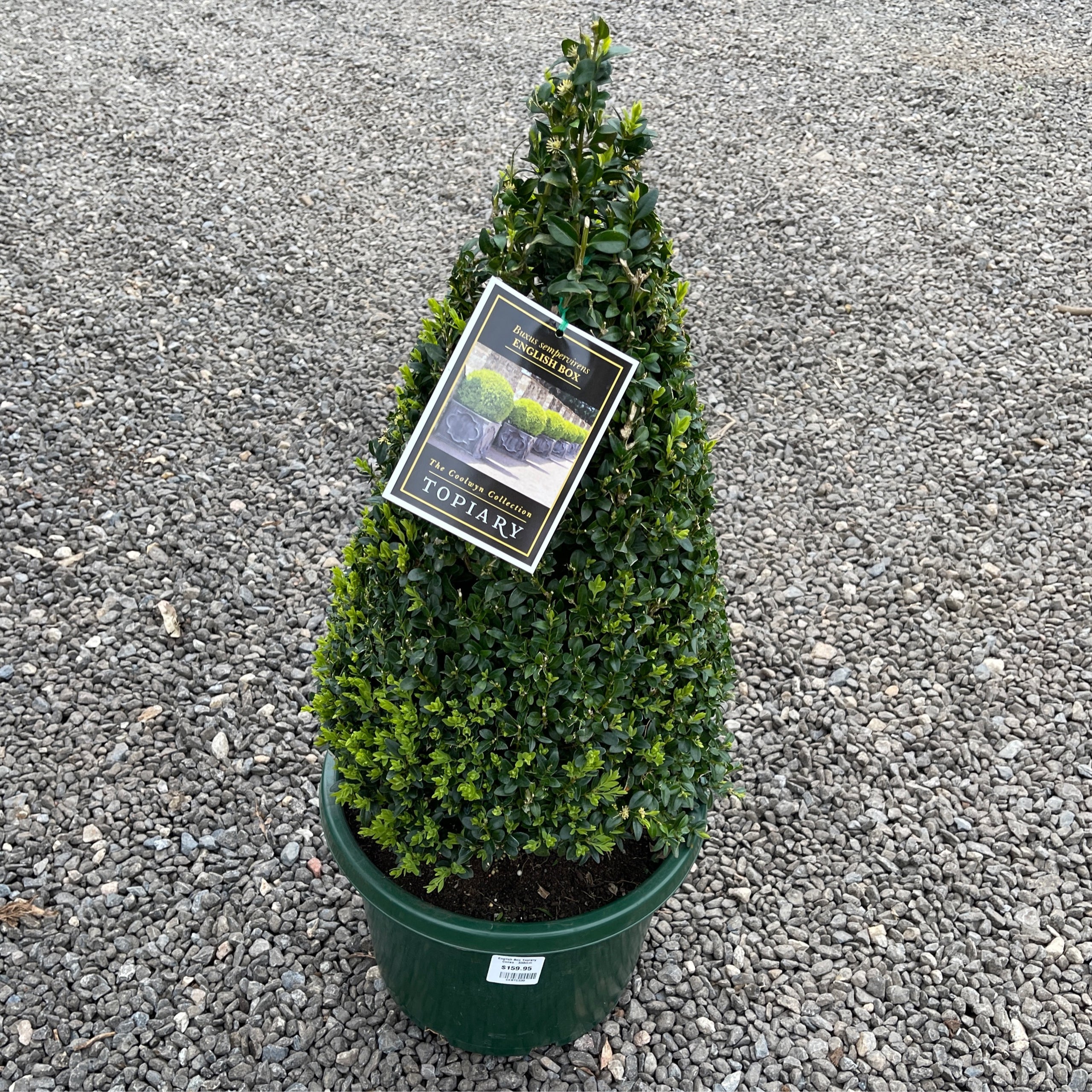 Buxus Sempervirens English Box Topiary Cones 330mm Exotic Botanic