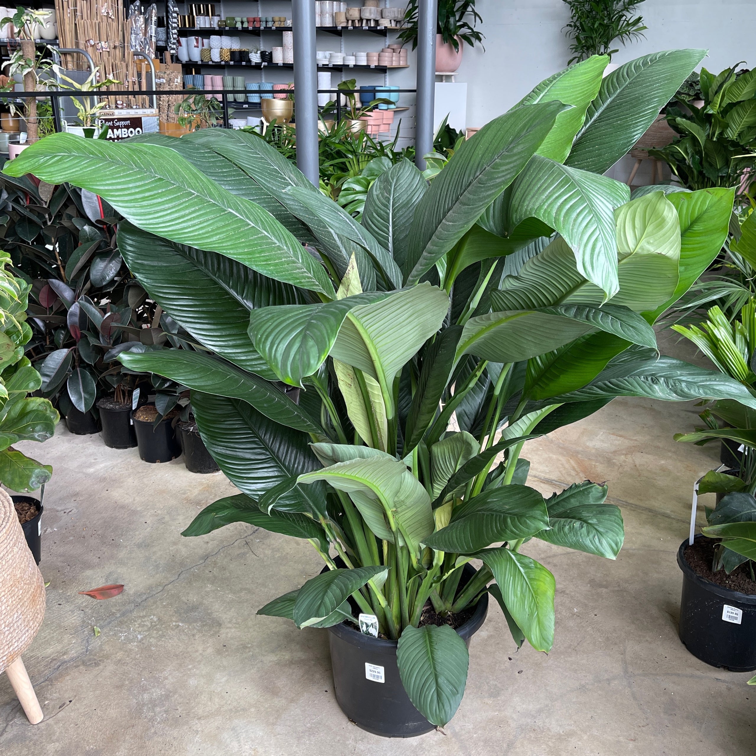 Spath Sensation 400mm Exotic Botanic
