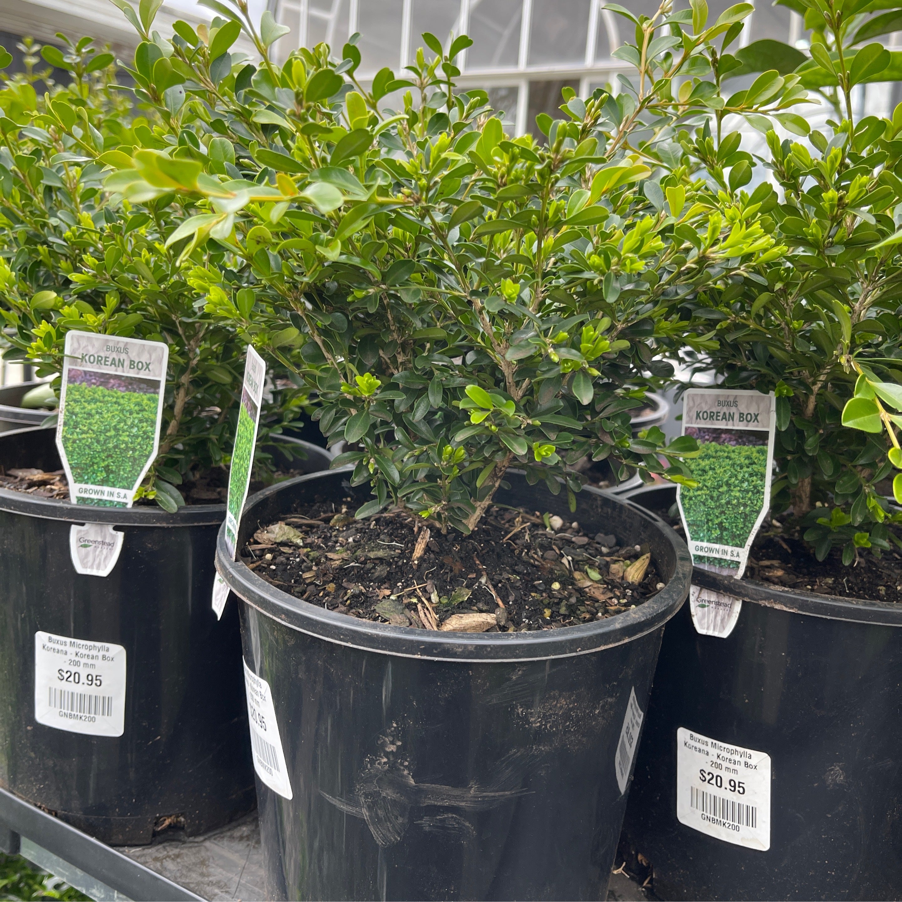 25 Semi Di Bosso Coreano (Buxus Microphylla Koreana) - Perfetti Per Bonsai - 3