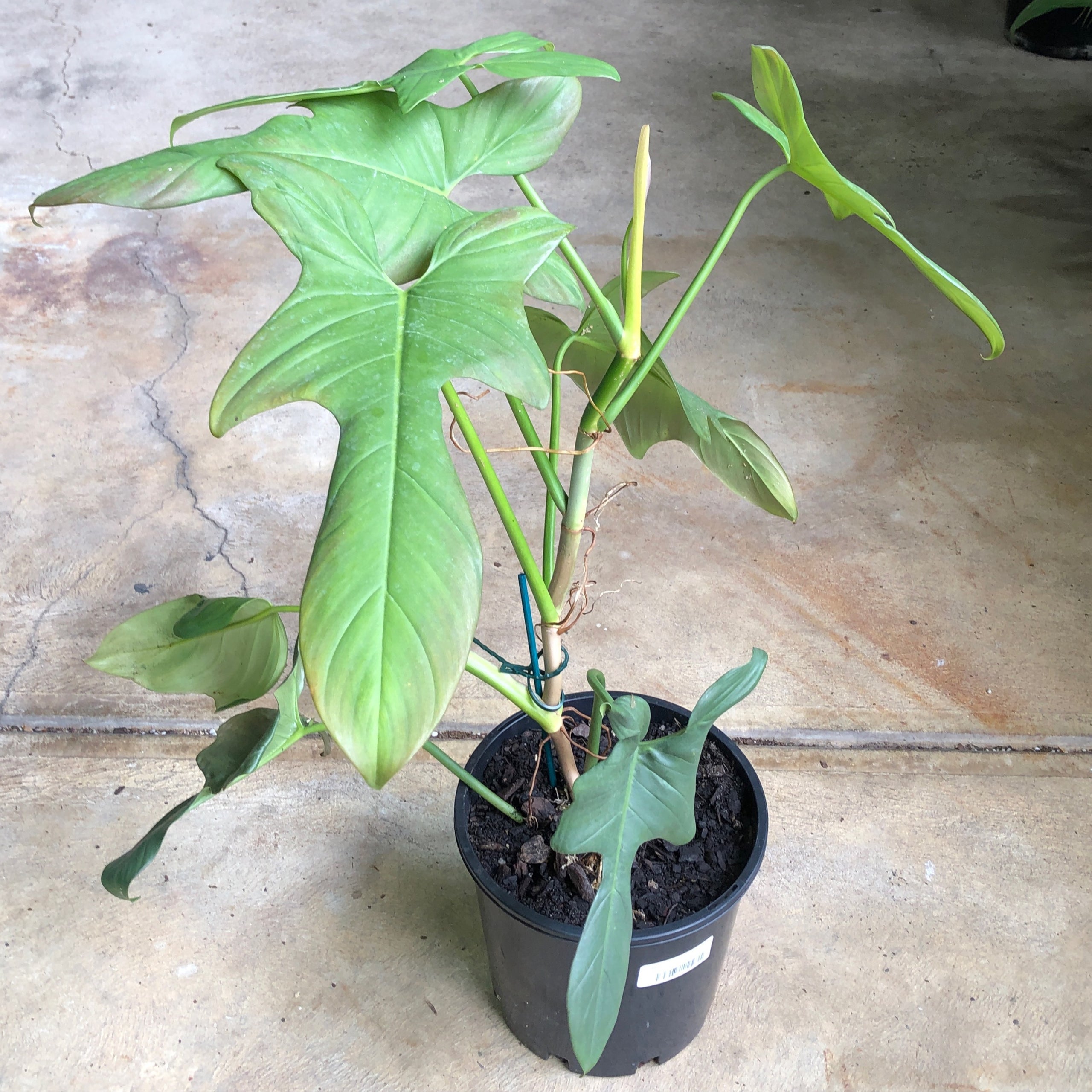 Philodendron Bipennifolium Columbia