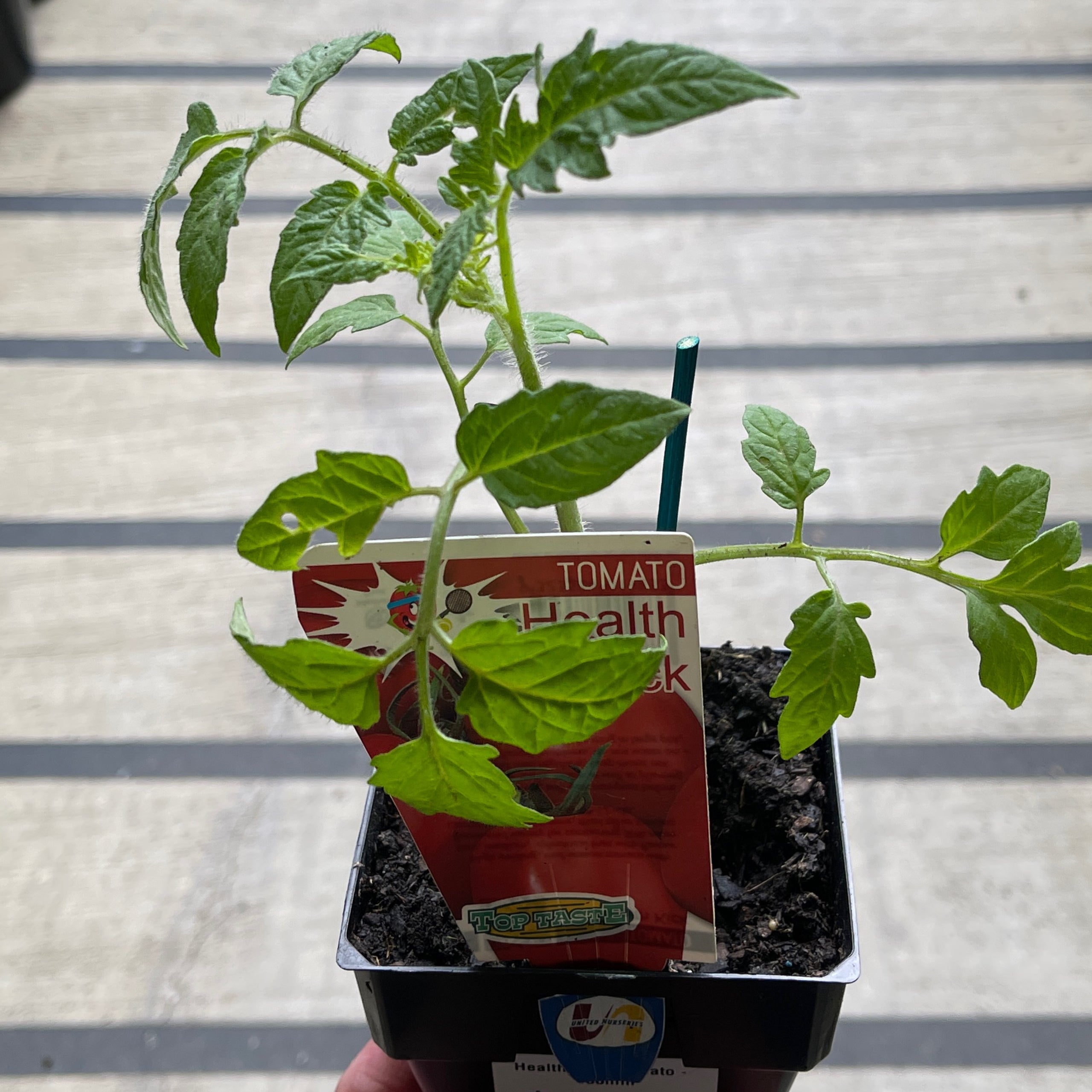 Tomato Health Kick 100mm Exotic Botanic