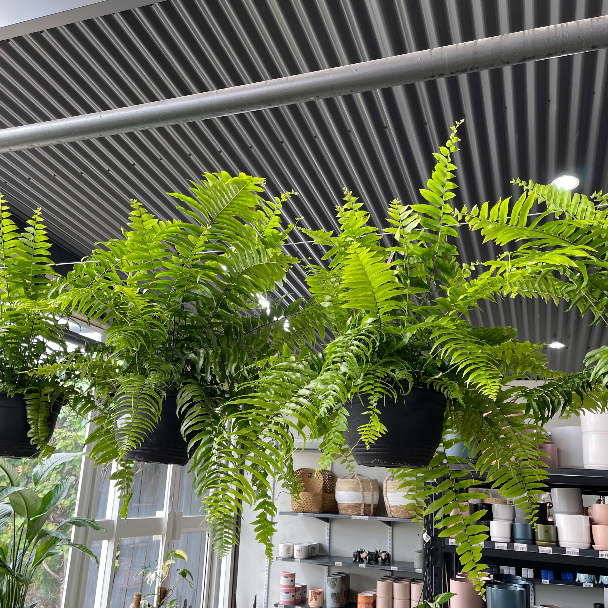 Boston Macho Fern Hanging Basket 250mm Exotic Botanic