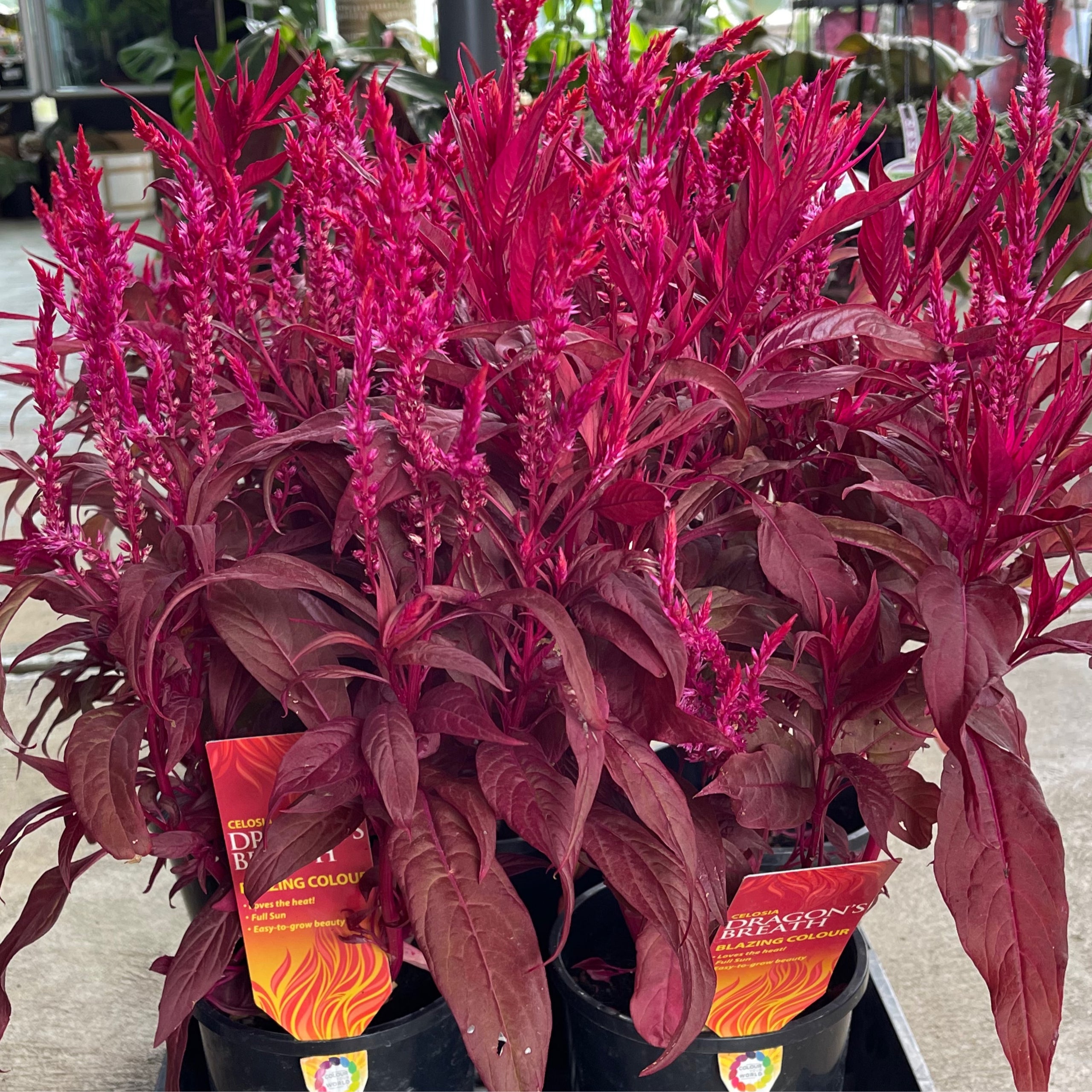 Celosia dragon's discount breath
