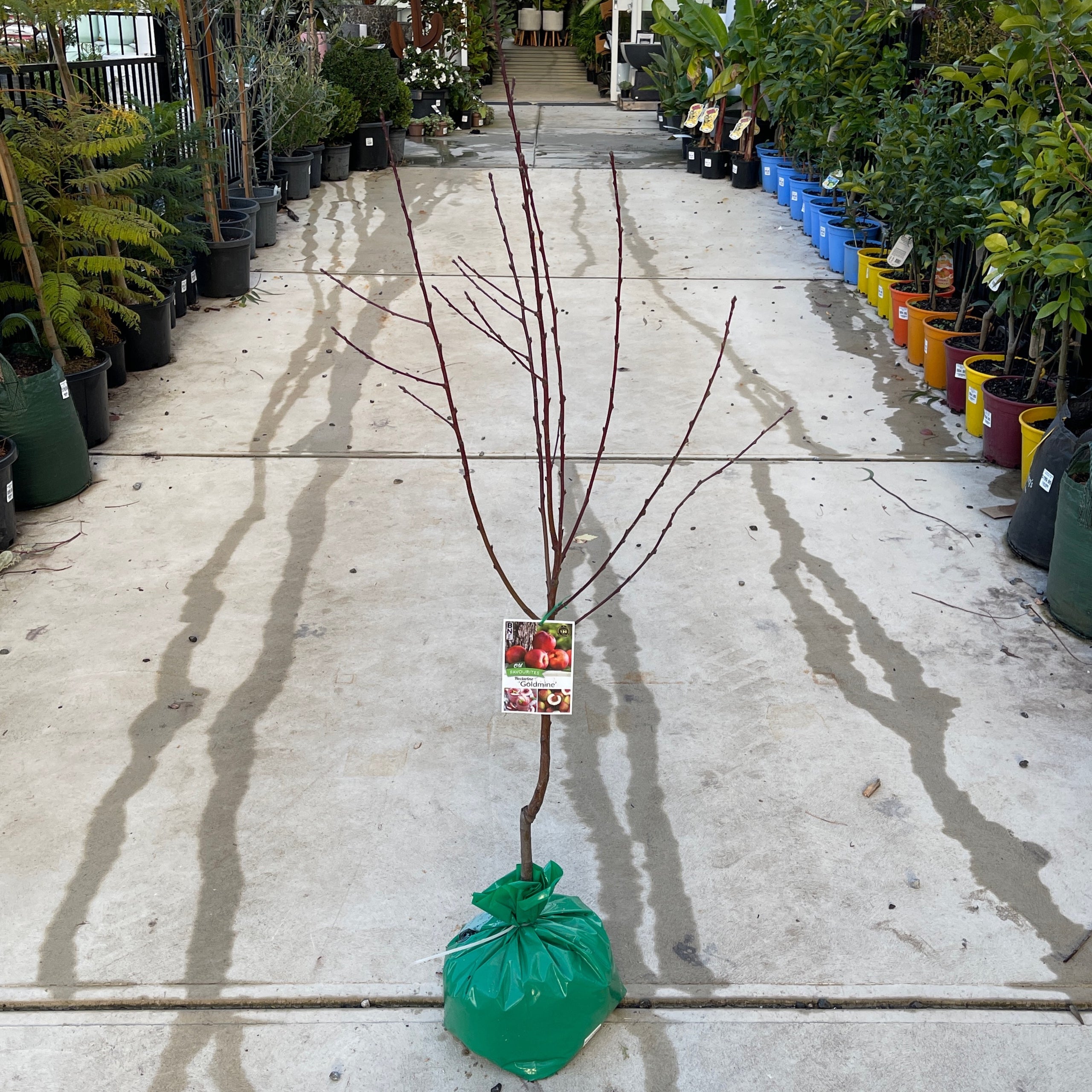 Nectarine Goldmine Bare Root Bagged Exotic Botanic