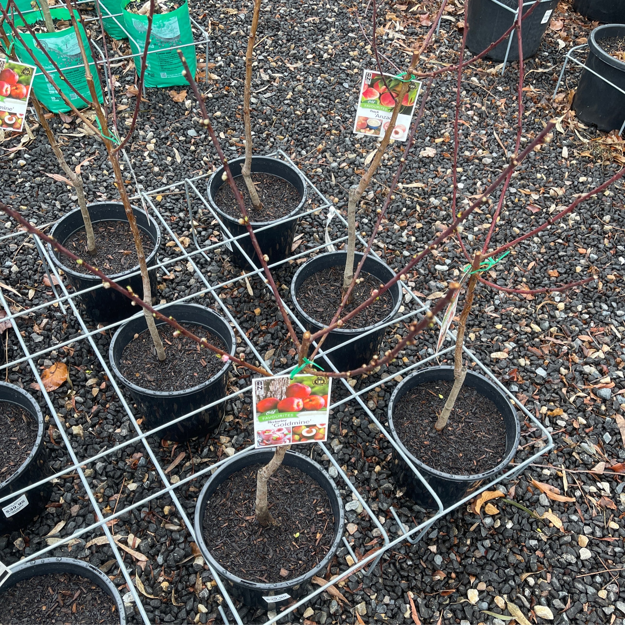 Nectarine Goldmine 250mm Bare Root Potted Exotic Botanic