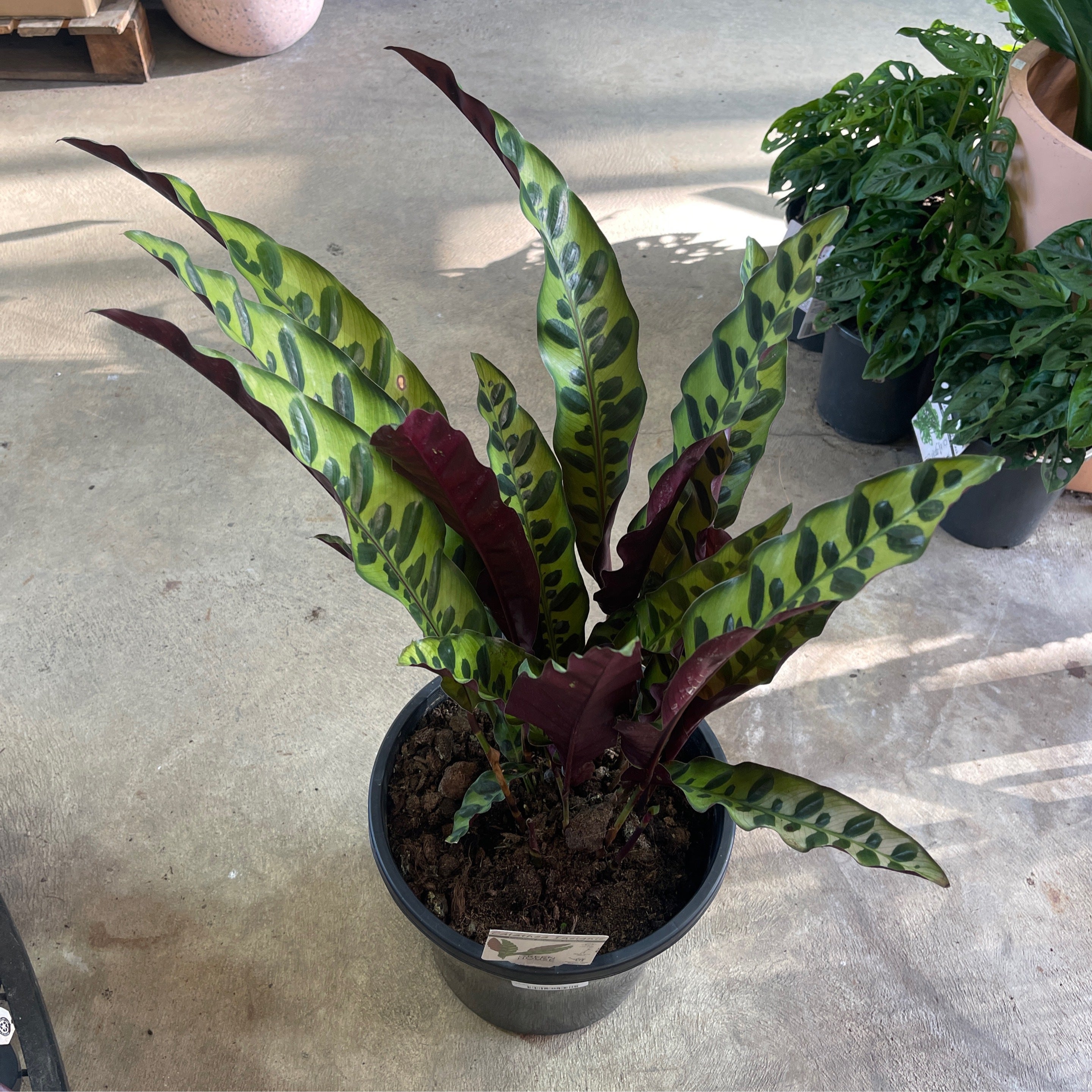 Calathea Insignis (Pianta Serpente A Sonagli) 40-50cm - Pianta Tropicale Da Interno, Facile Da Curare