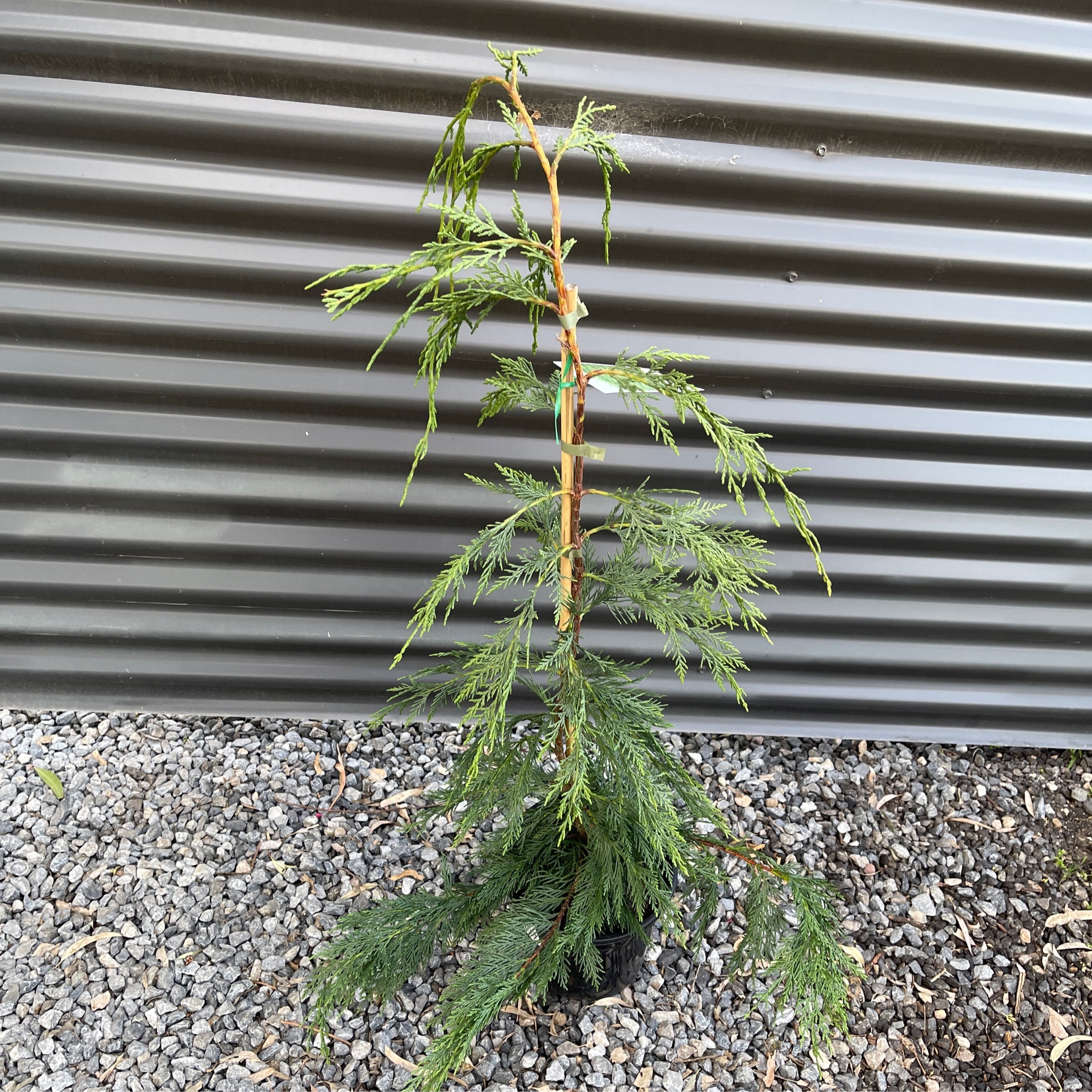 Conifer Cupressocyparis Leylandii Leighton Green 200mm Exotic Botanic