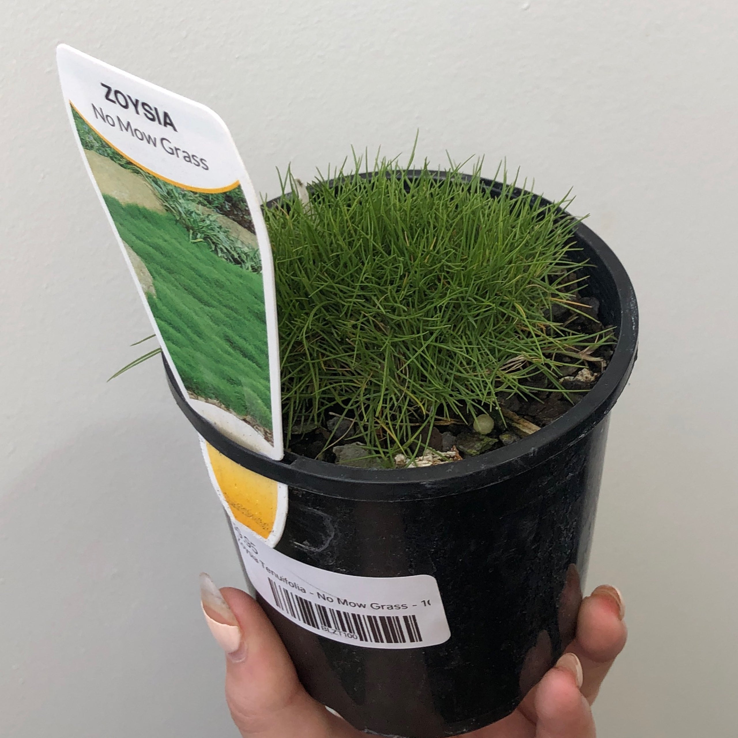 Zoysia Tenuifolia No Mow Grass 100mm Exotic Botanic