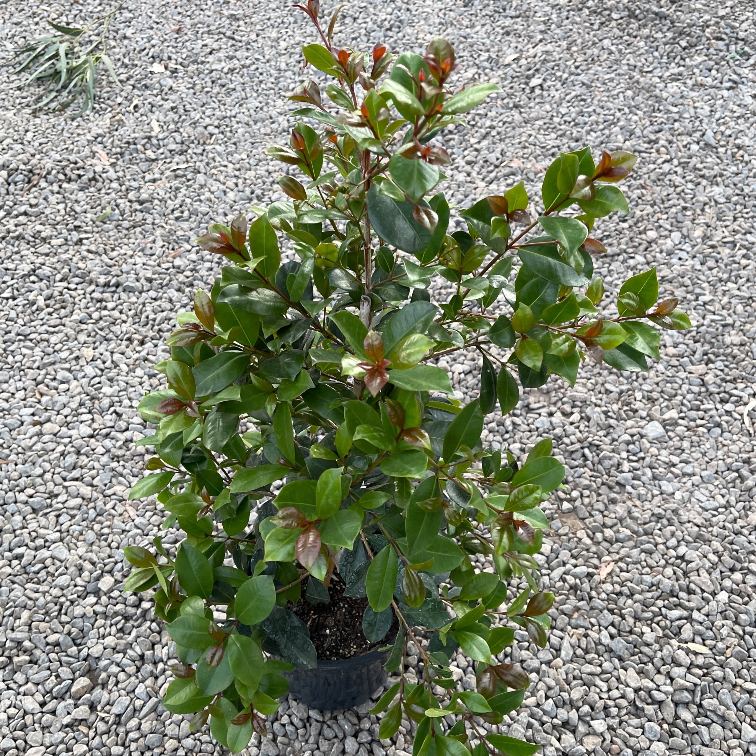 Lilly Pilly Big Red Syzygium Australe 200mm Exotic Botanic