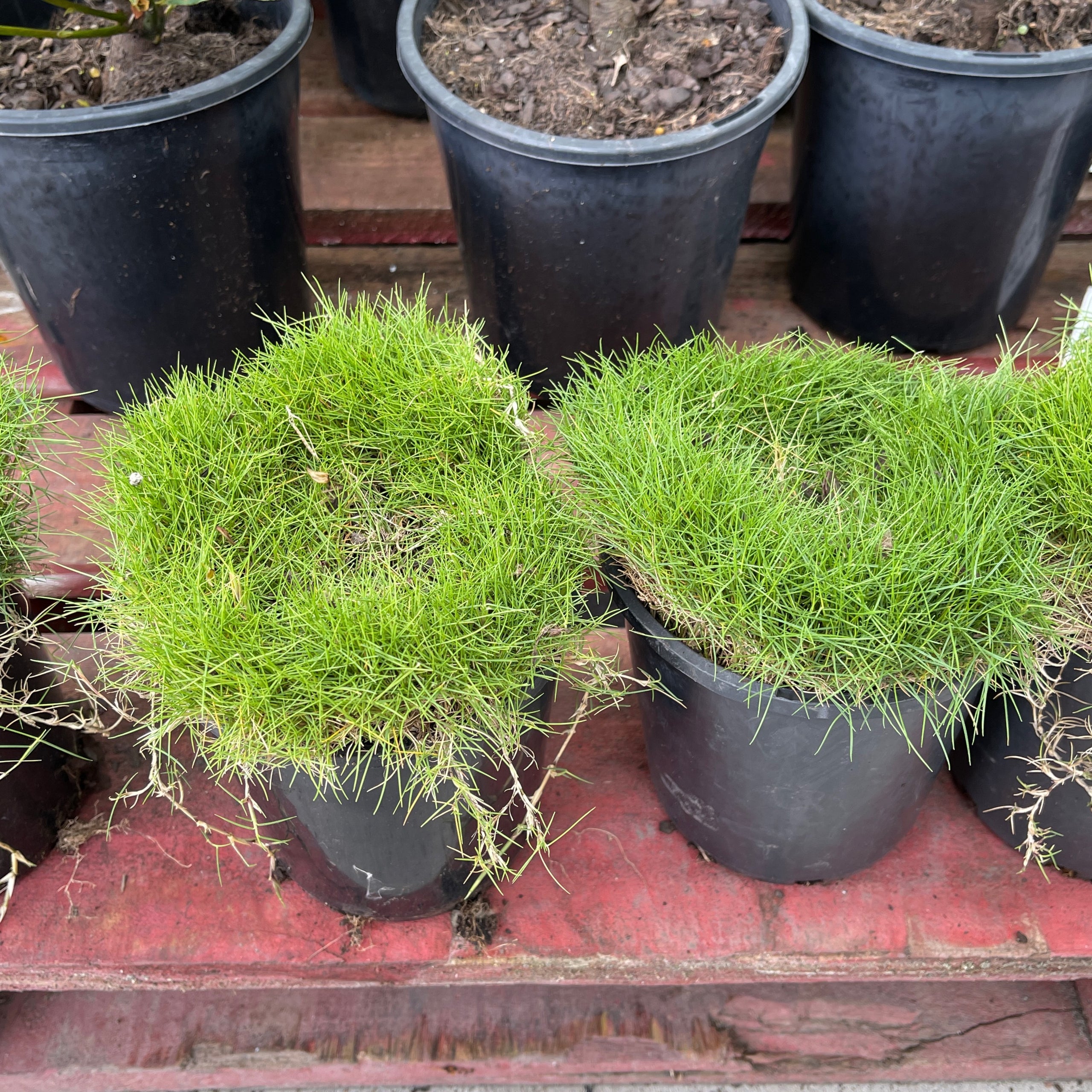 Zoysia Tenuifolia No Mow Grass 140mm Exotic Botanic