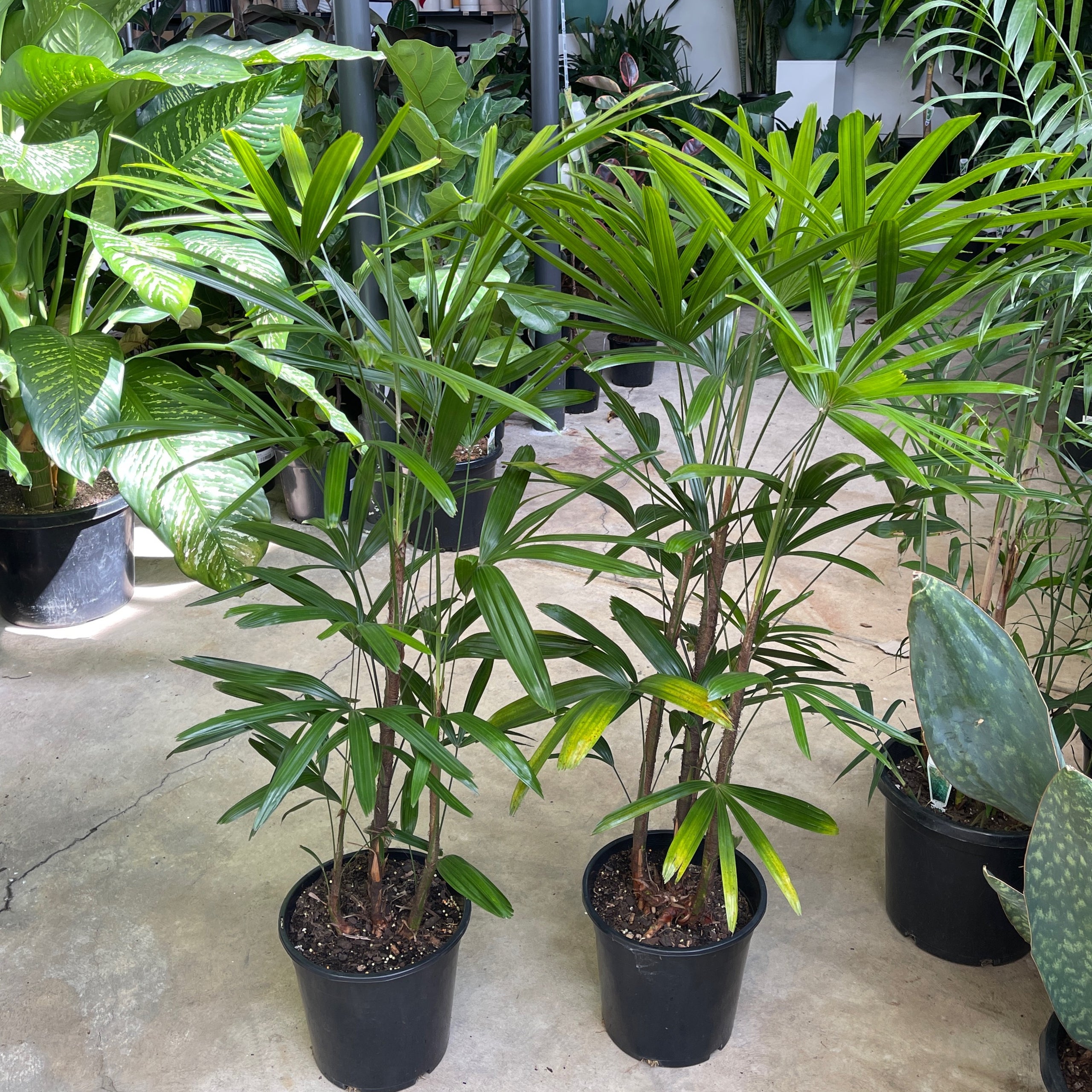 Rhapis Excelsa Lady Palm 250mm Exotic Botanic