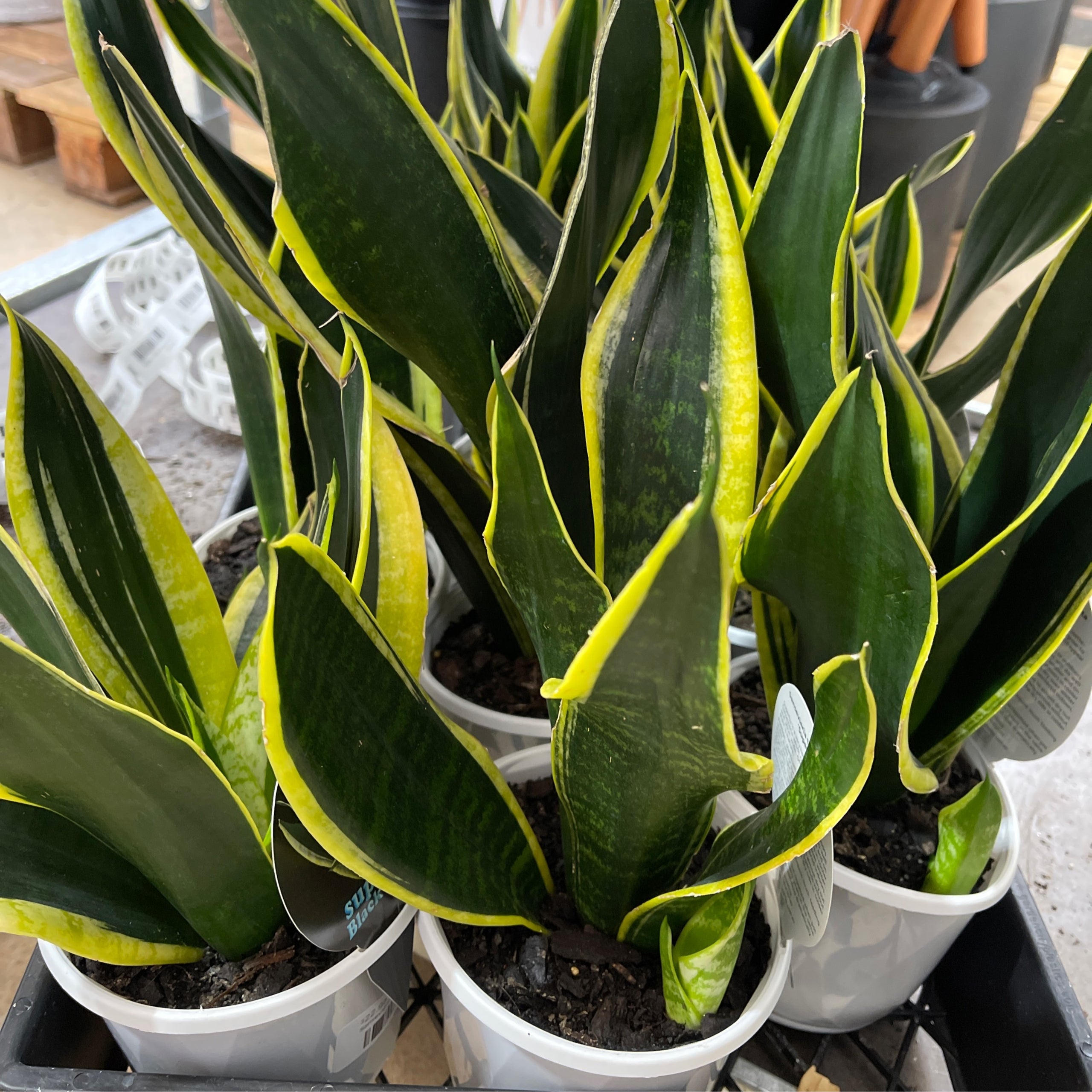Sansevieria Black Gold - 13cm | Exotic Botanic