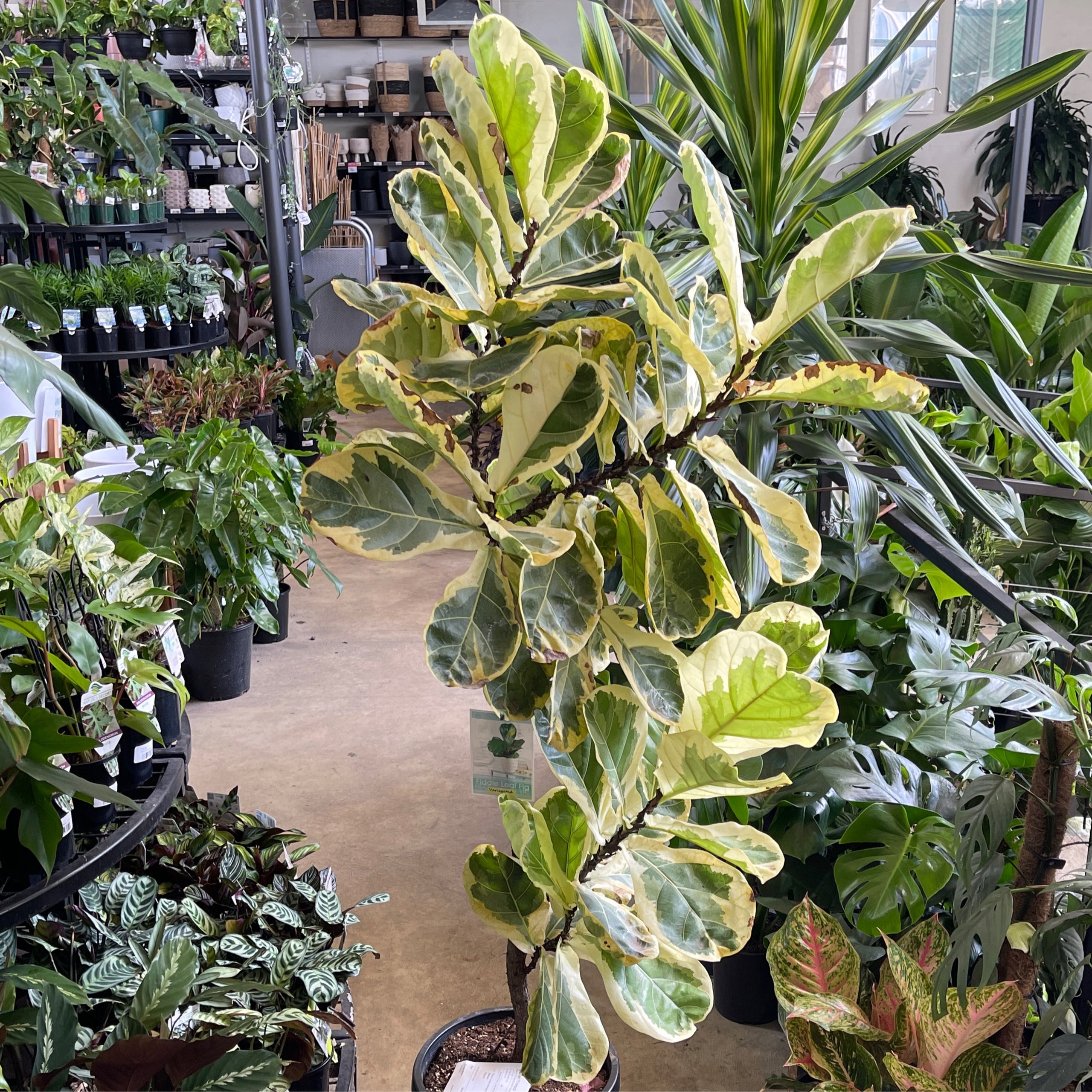 Variegated discount ficus lyrata