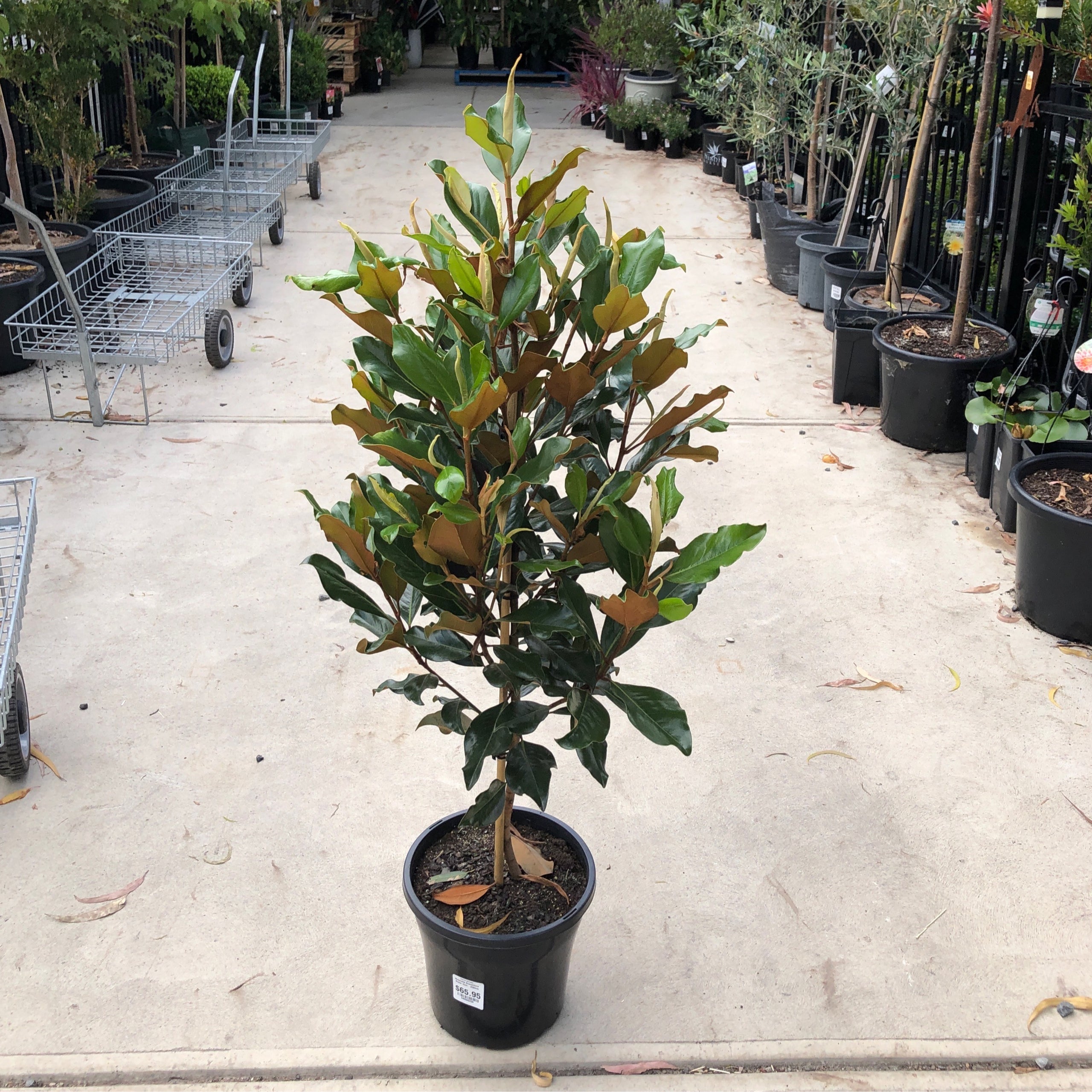 Magnolia Grandiflora Sweet Carolina - 250mm | Exotic Botanic