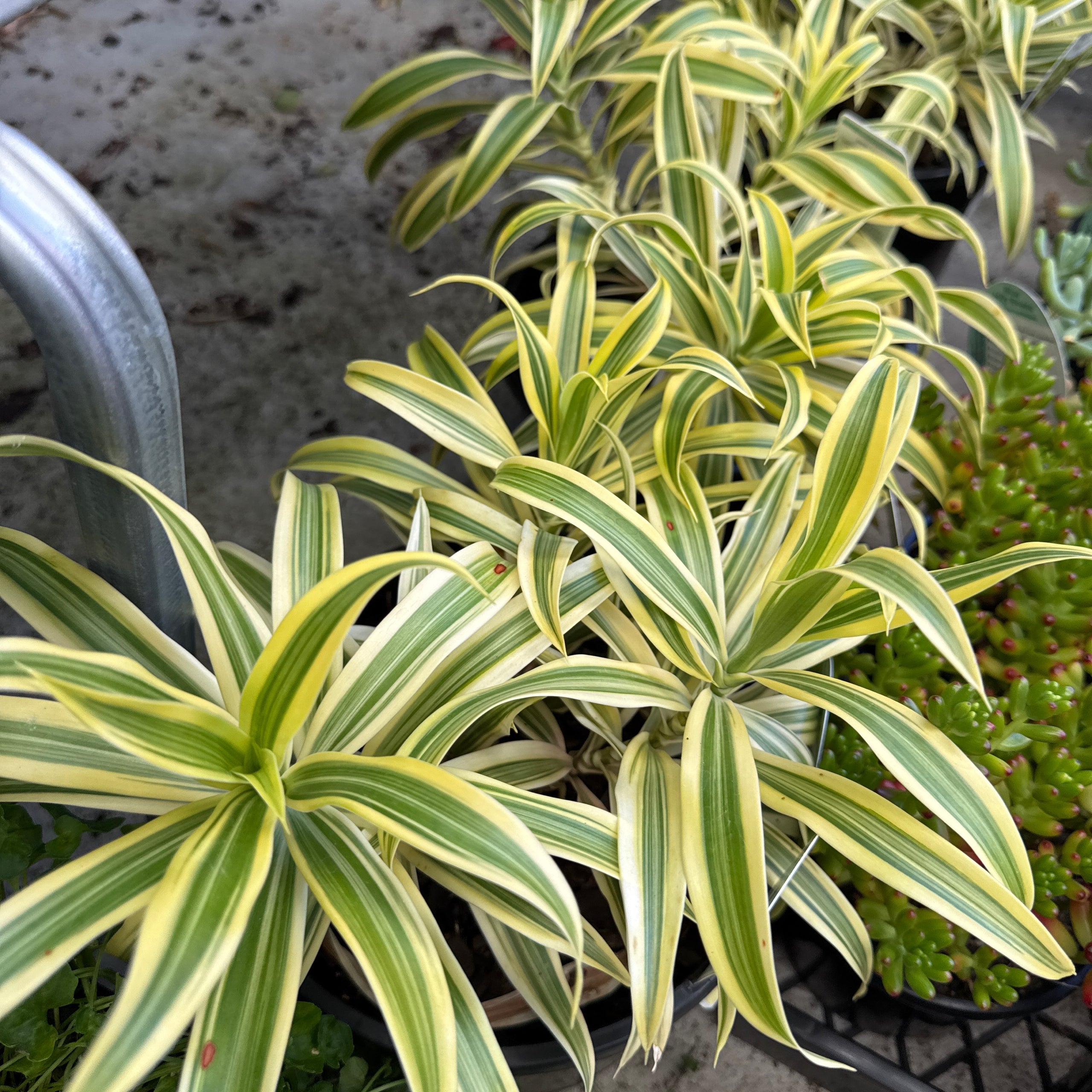 Dracaena reflexa song of india 200mm exotic botanic