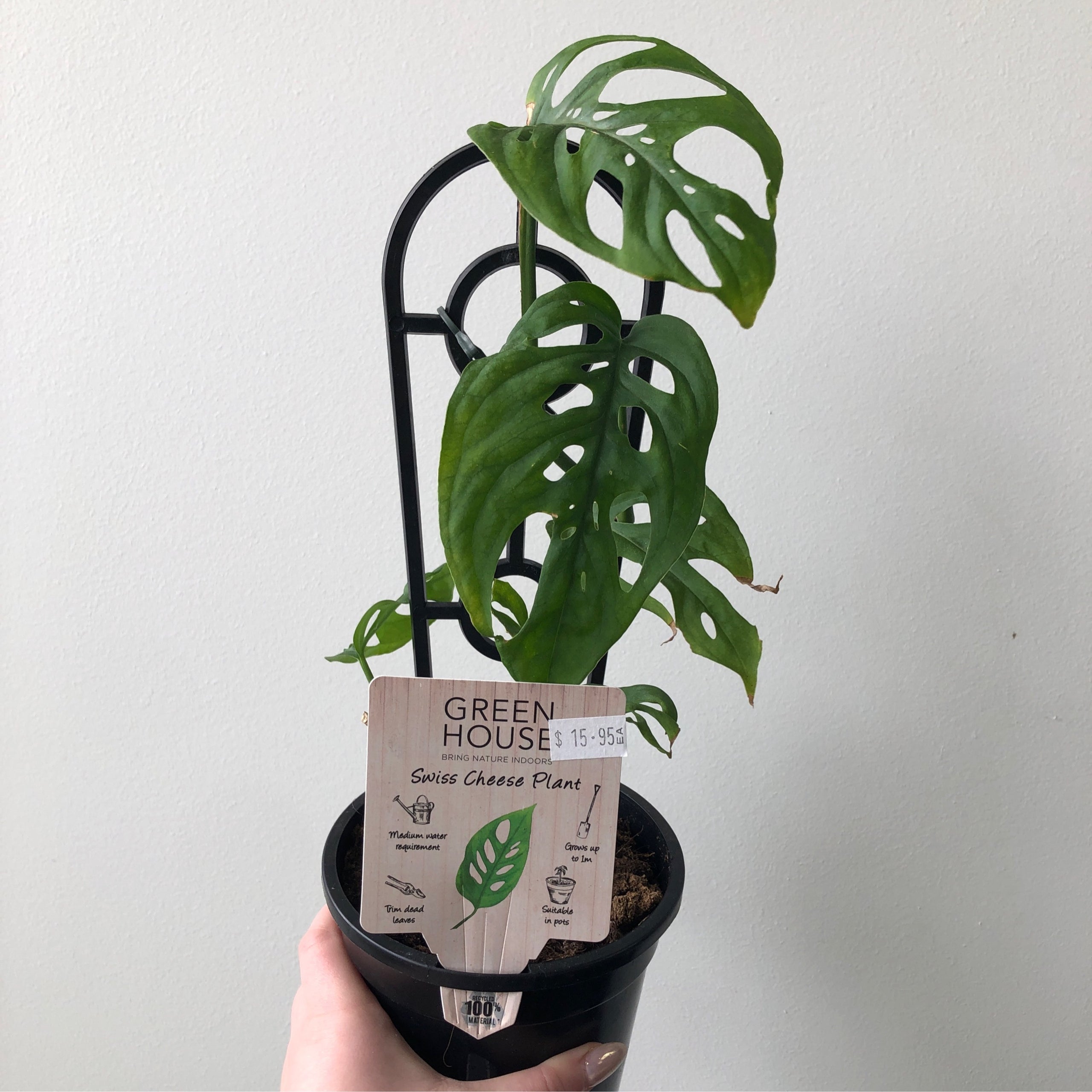 Monstera Adansonii Swiss Cheese 118mm Exotic Botanic