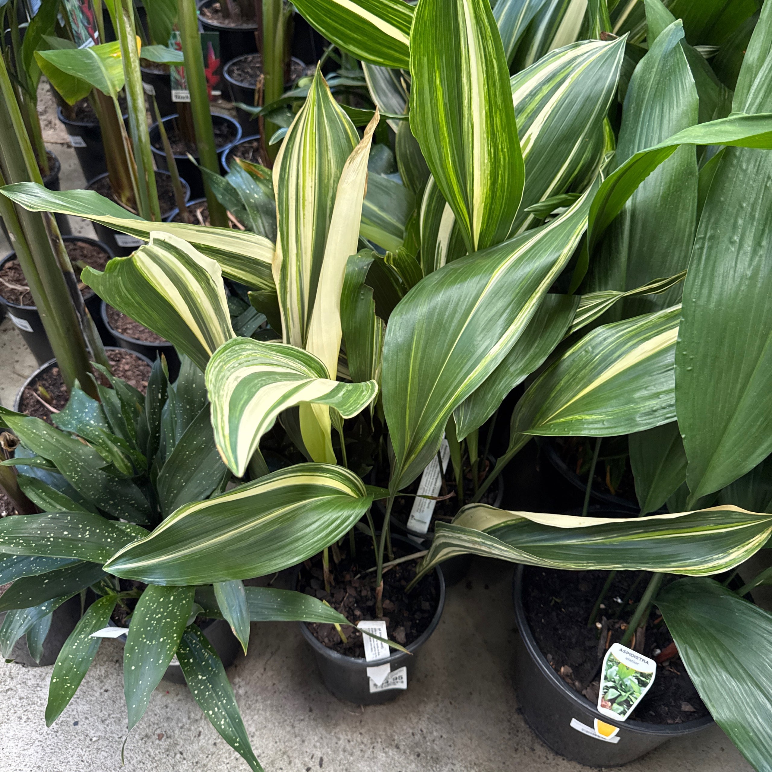 Cast Iron Plant Variegated - Aspidistra Elatior - 180mm | Exotic Botanic